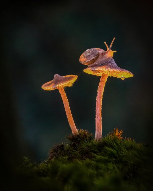 Free A snail delicately perched on two mushrooms bathed in warm forest light. Stock Photo