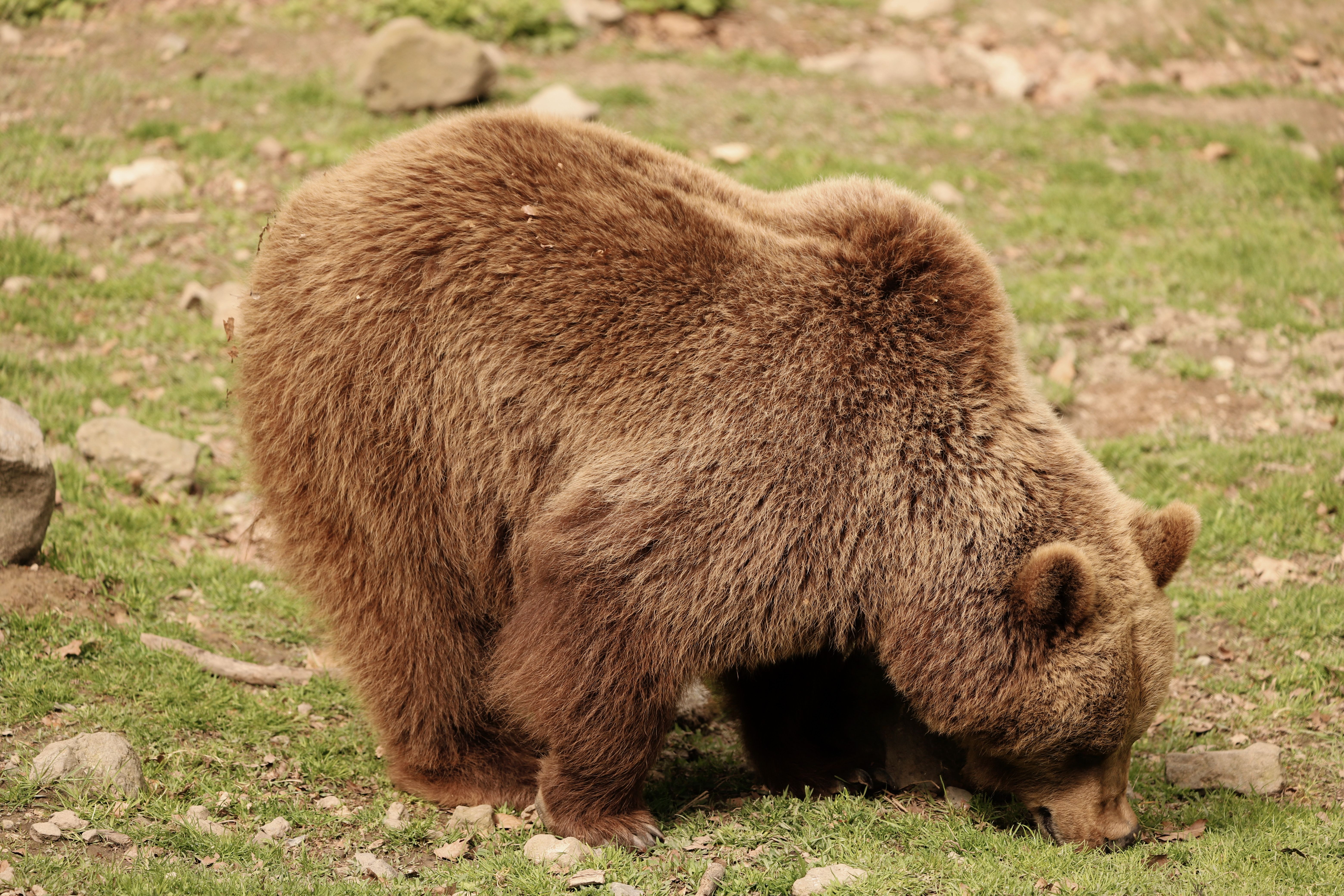 bear forest hiking safety