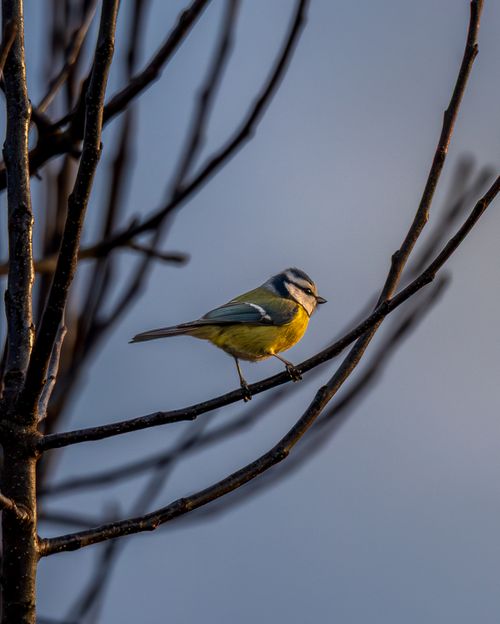 Free A blue tit sits gracefully on a branch against a winter backdrop, showcasing its vibrant plumage. Stock Photo