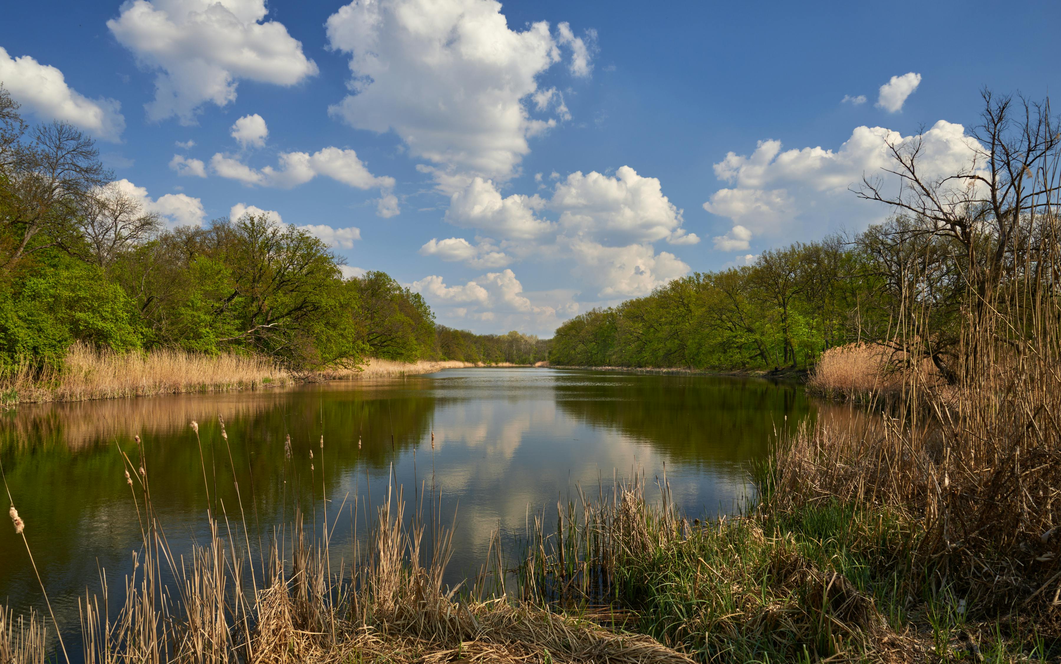 Gratis En fredelig kildesjø omgitt av grønne trær og en livlig himmel med luftige skyer. Arkivbilde