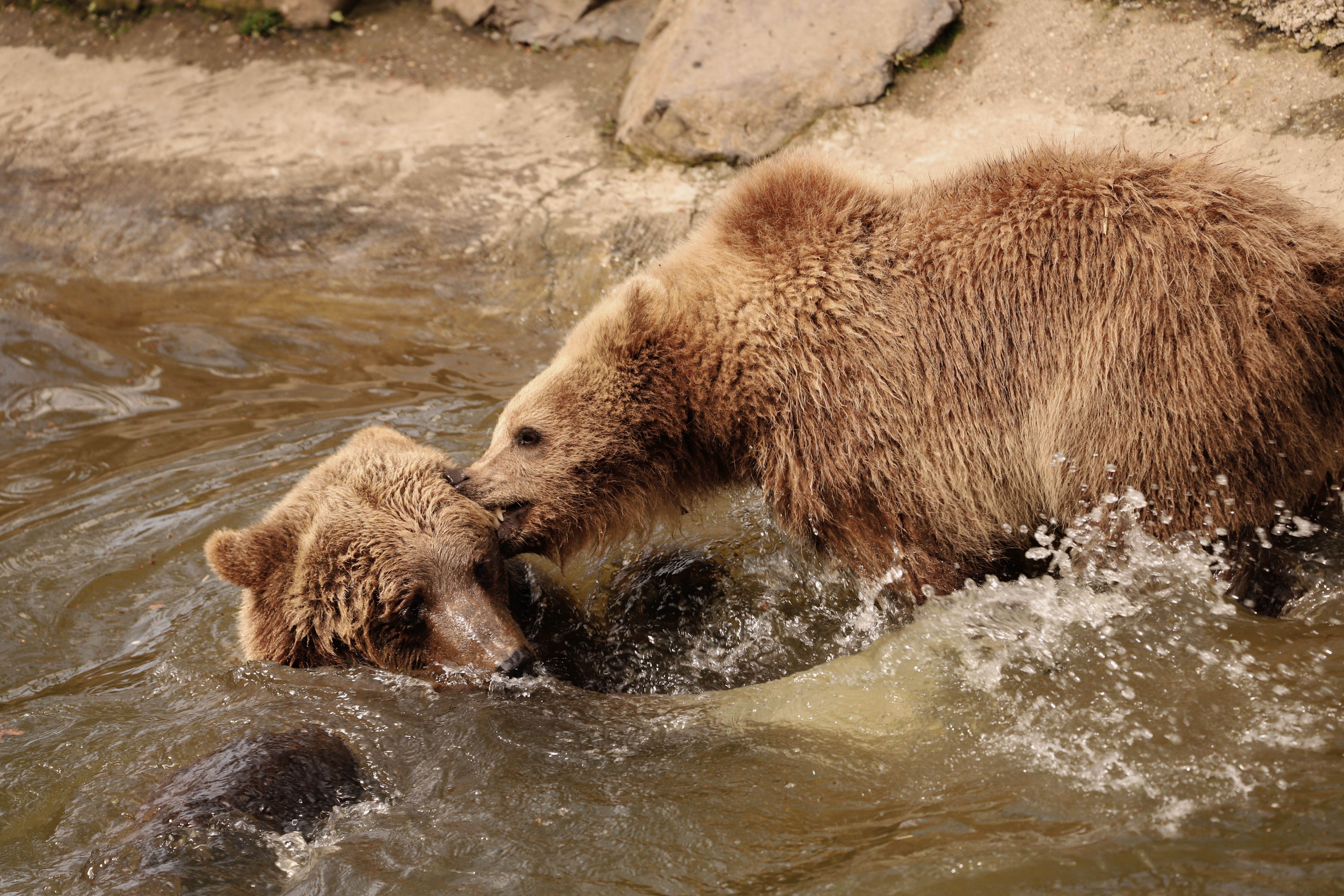 Bear 101