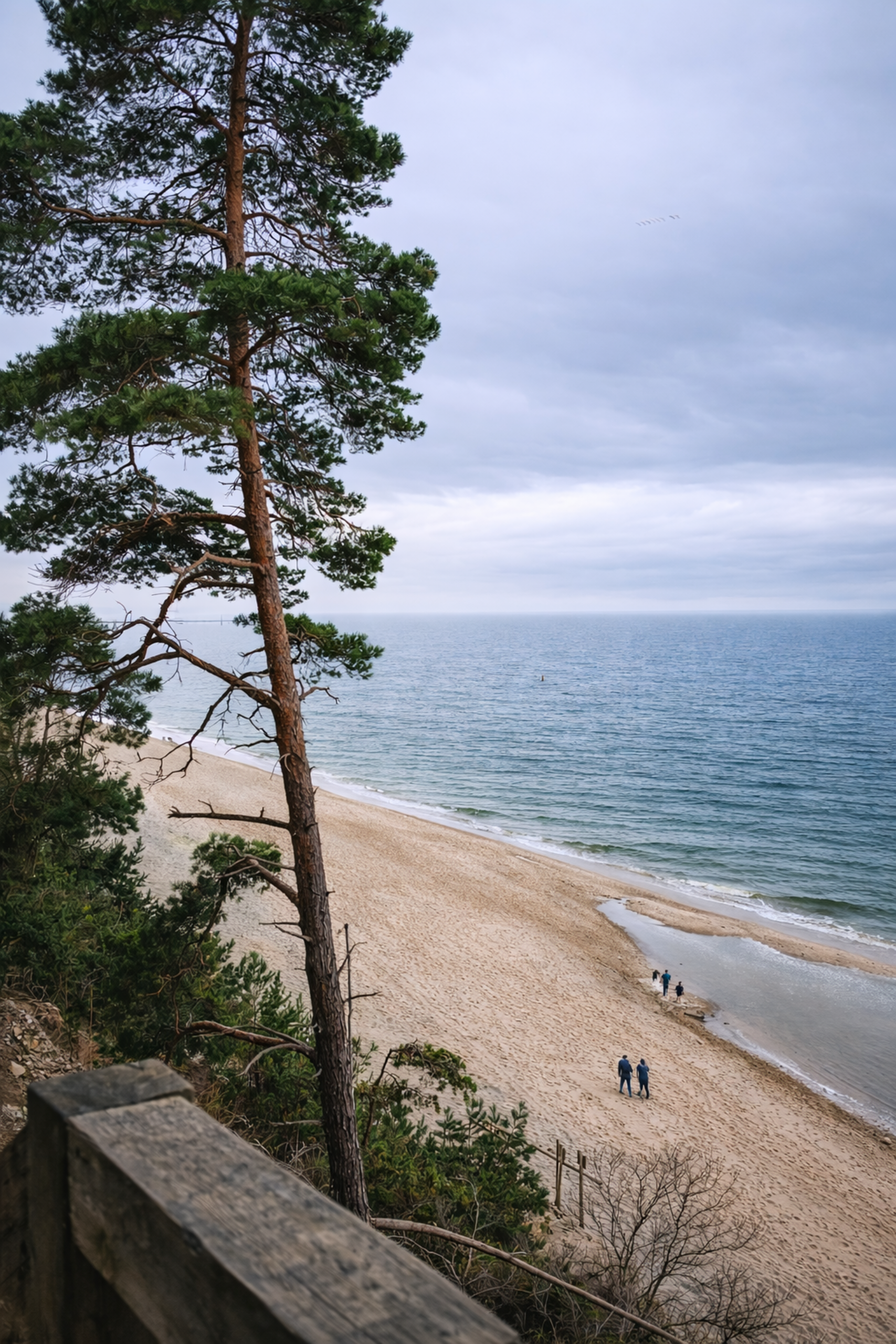 Peaceful sandy beach by the ocean with tall pine trees and distant walkers.