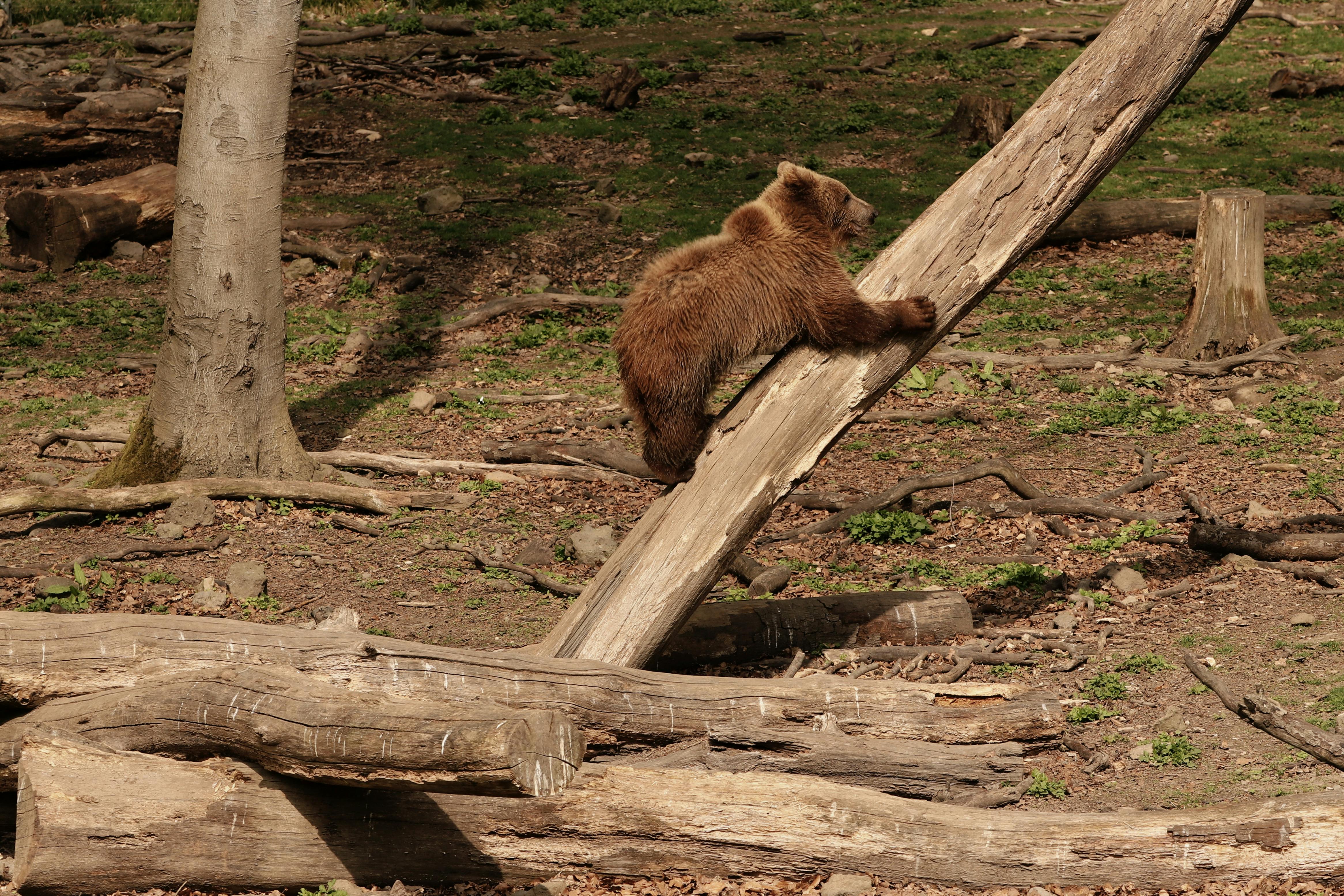 Gratis Un osezno trepa juguetonamente a un árbol caído en un entorno forestal natural, mostrando así su comportamiento lúdico. Foto de stock