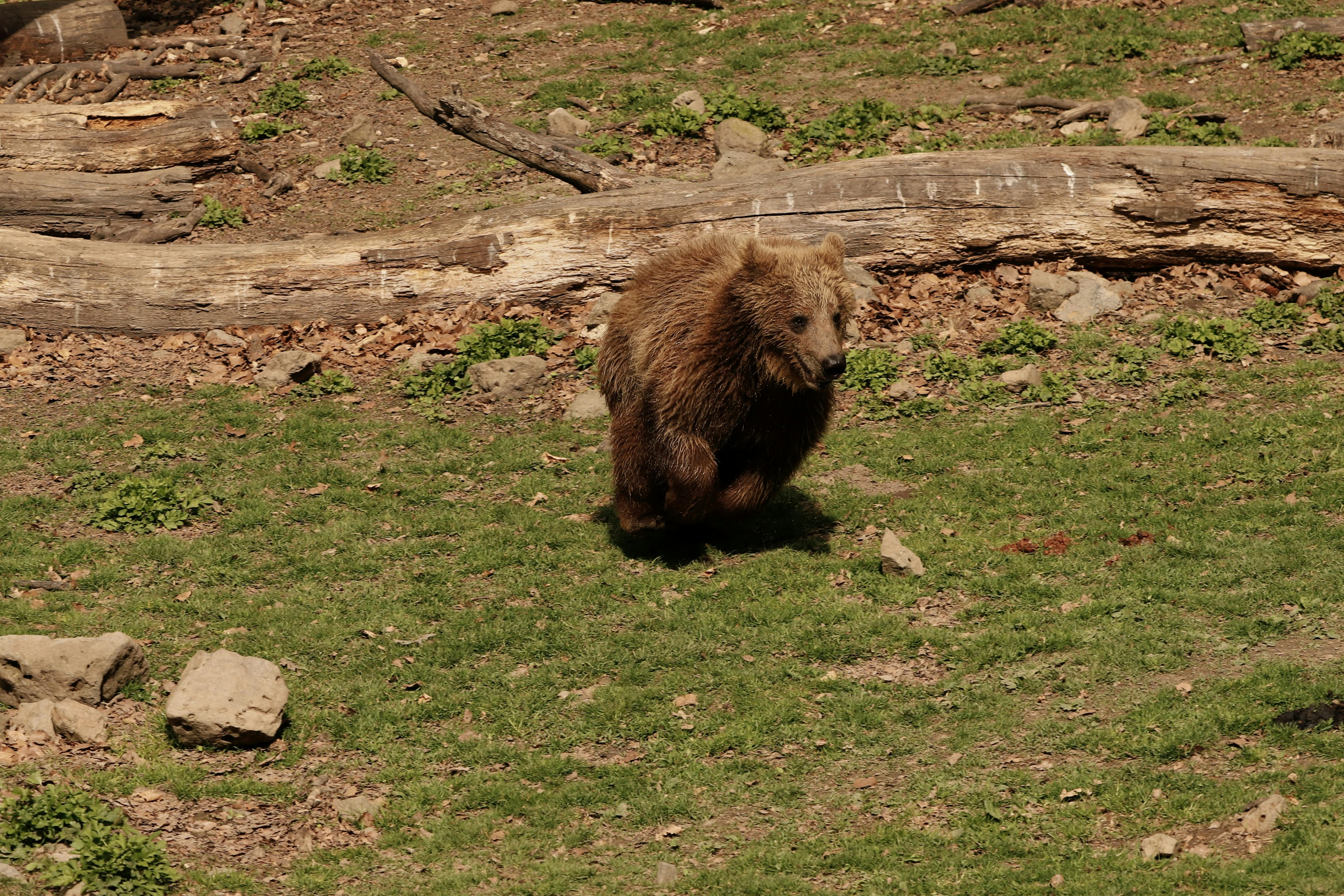 Gratuit Photos gratuites de action, animal, animal sauvage Photos