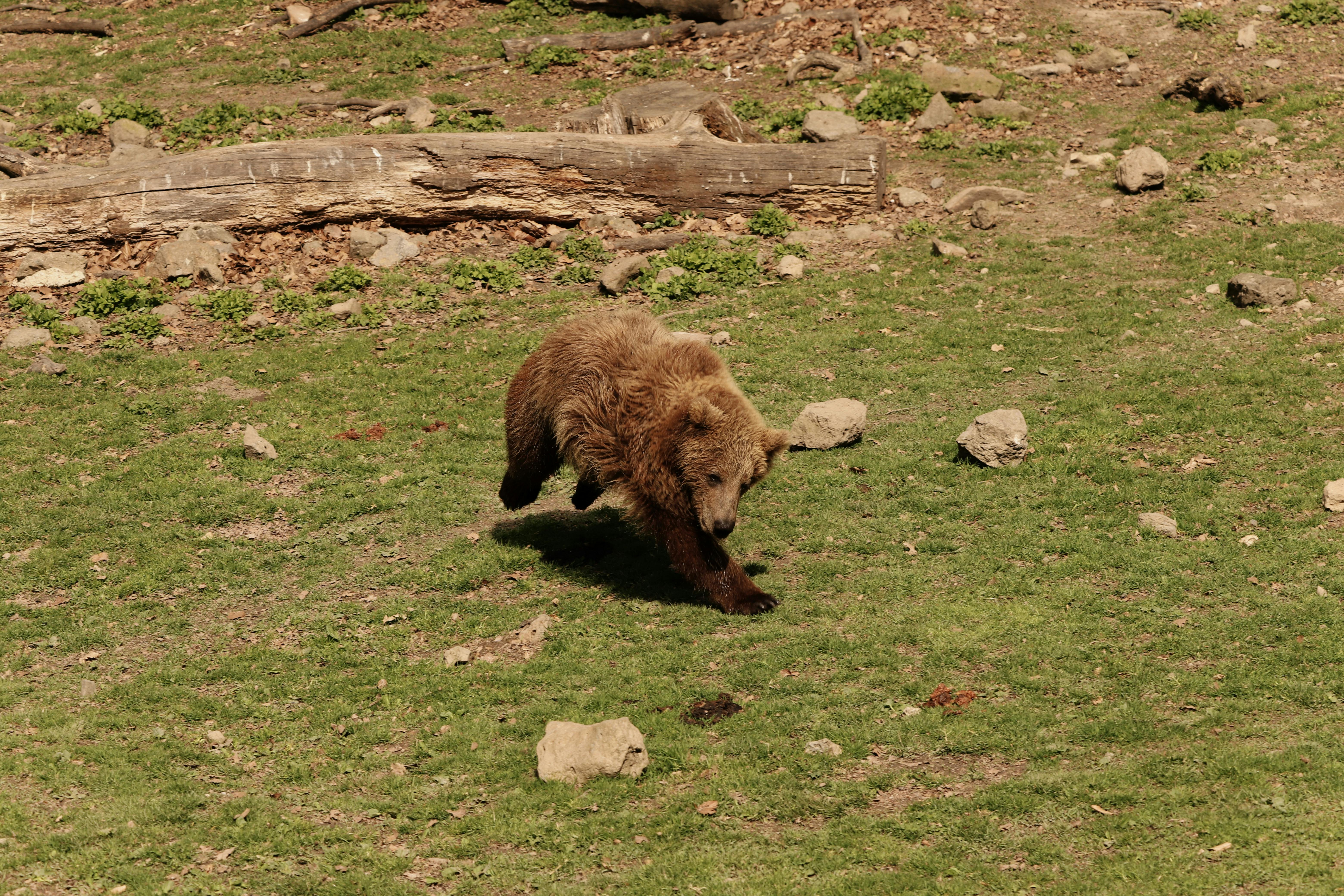 무료 어린 갈색곰 한 마리가 야생동물 공원의 풀밭을 활기차게 뛰어다니고 있습니다. 스톡 사진