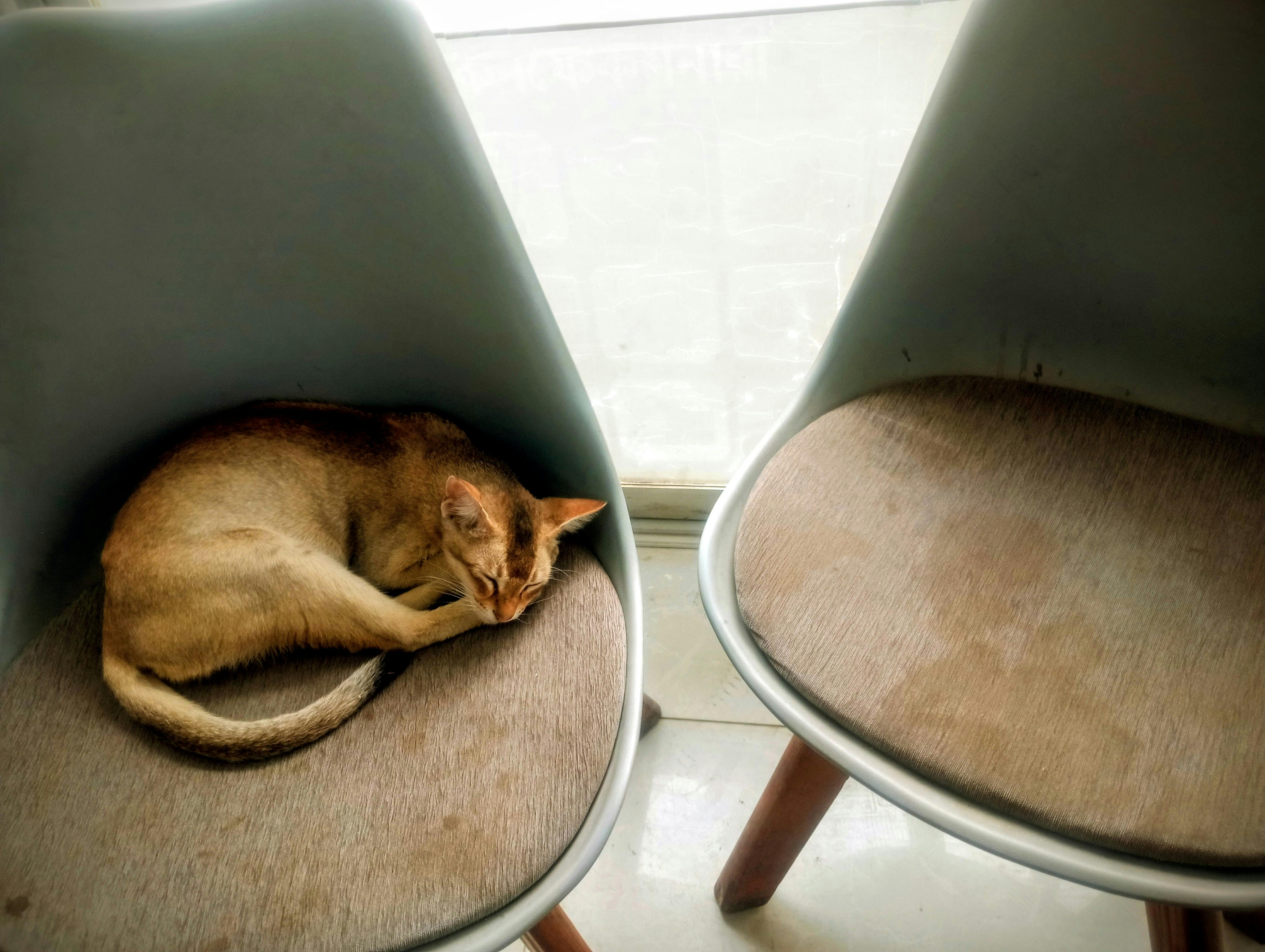 ingyenes Egy elégedett macska alszik egy széken bent, békés és otthonos légkört teremtve. Stockfotó