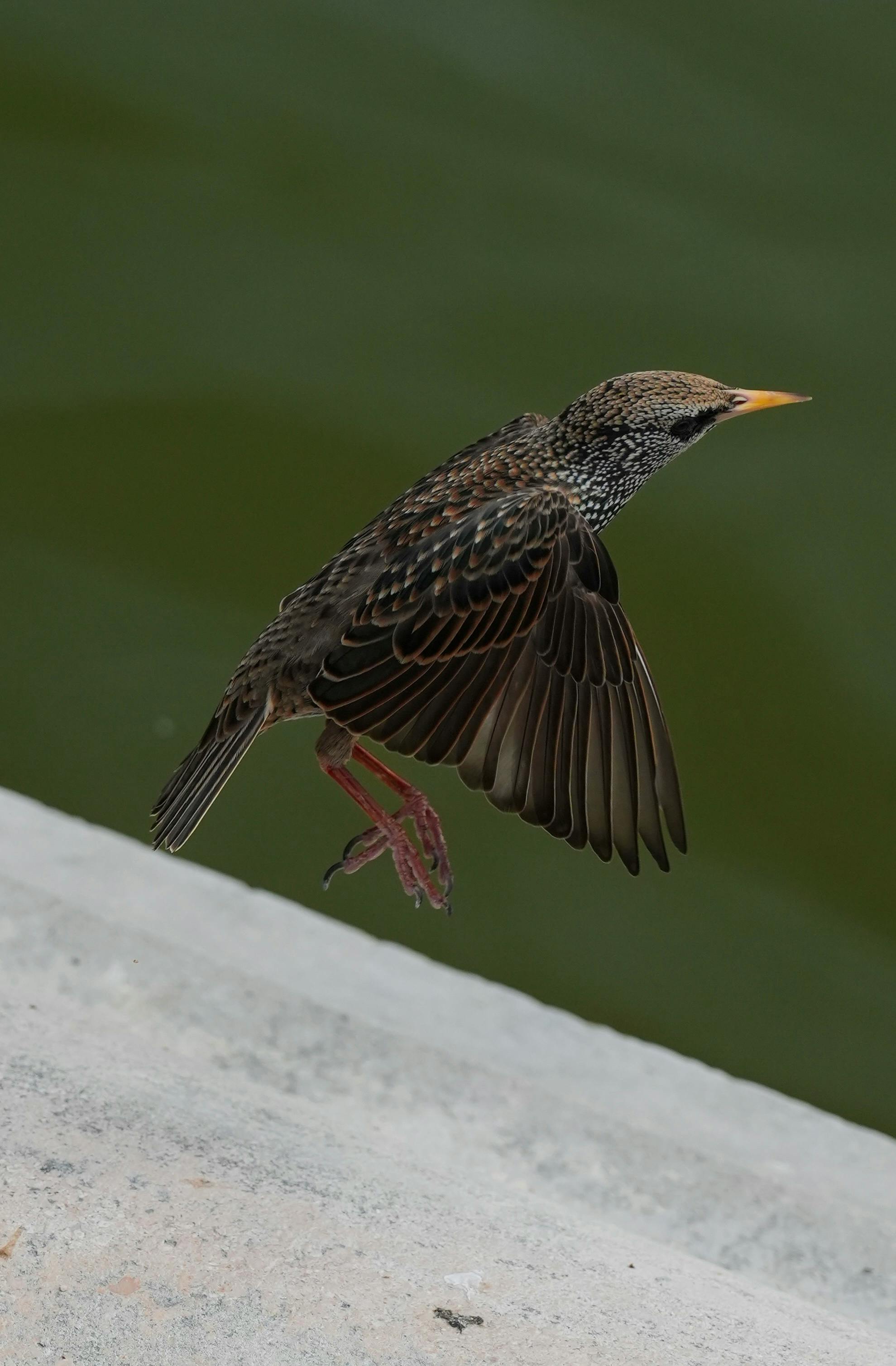 免费 一张引人入胜的照片，展现了一只欧洲椋鸟在巴黎起飞的瞬间。 素材图片