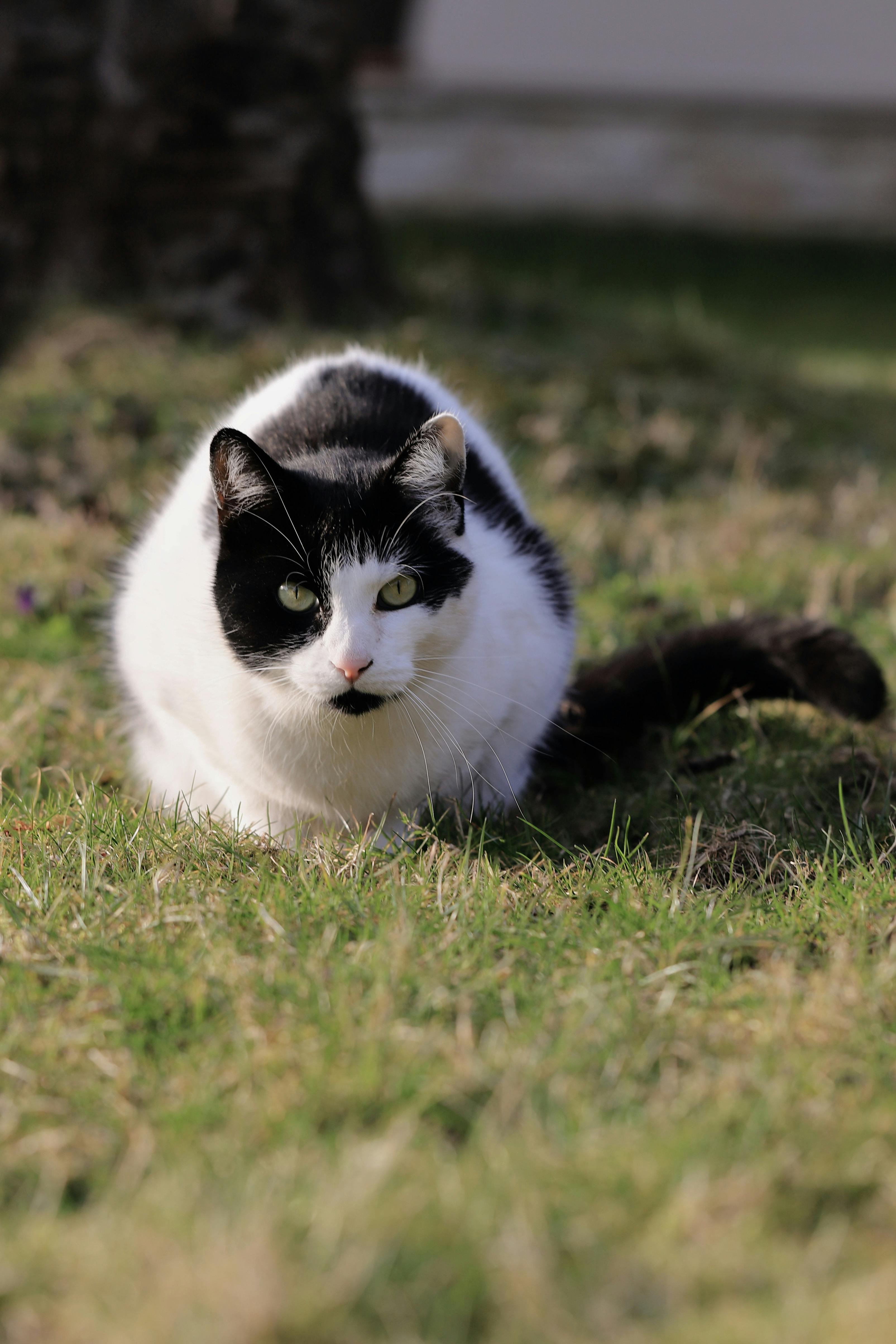 gratis Een zwart-witte Europese korthaar kat ligt te luieren in een zonnige weide en straalt een vredige charme uit. Stockfoto