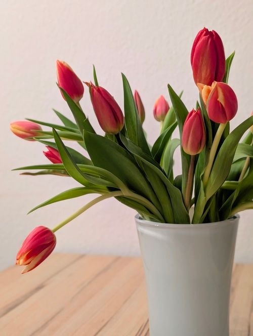 Free A bouquet of red and orange tulips in a white vase on a wooden table. Stock Photo
