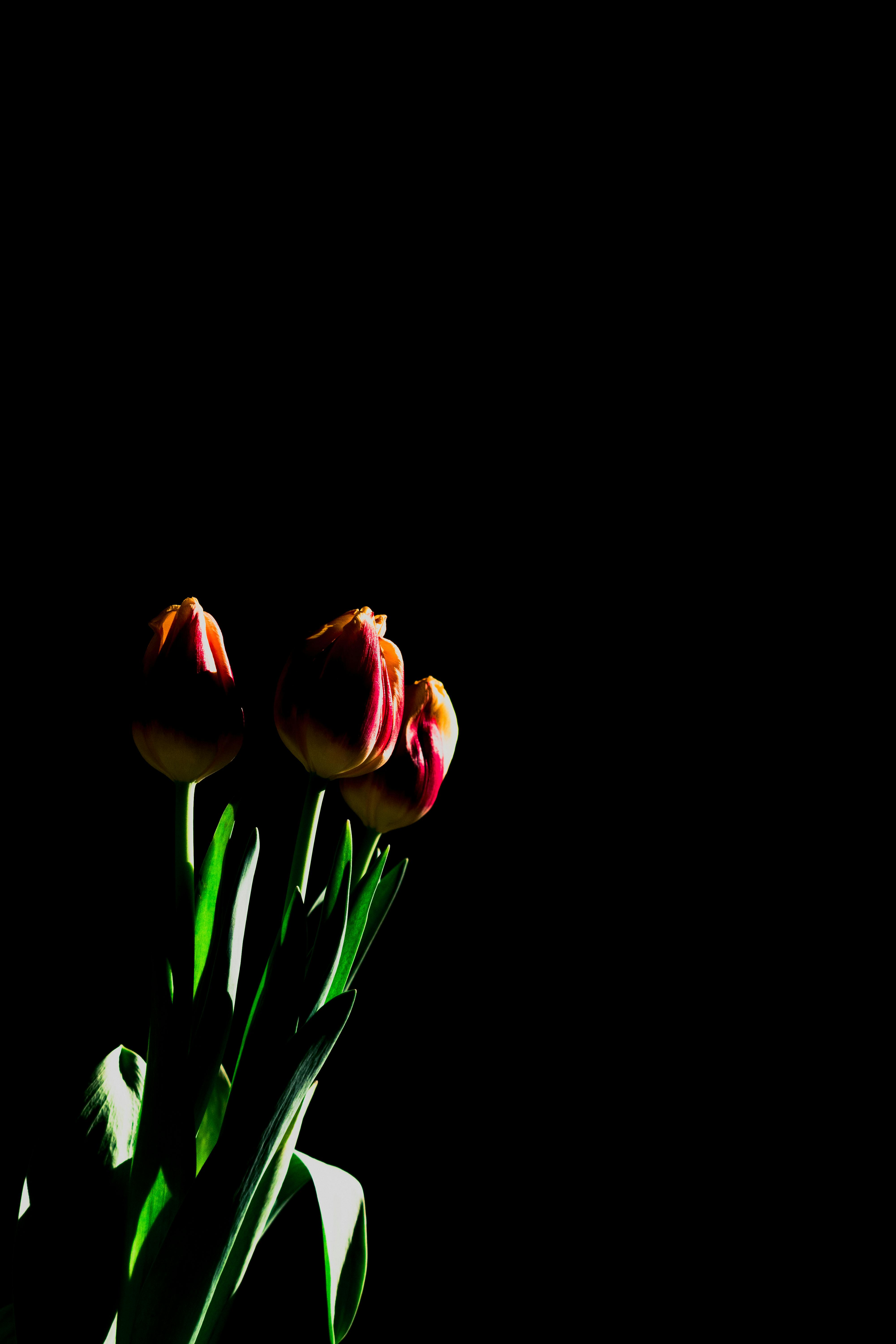 Gratis Elegantes tulipanes iluminados dramáticamente sobre un fondo negro, que desprenden una sensación de misterio. Foto de stock