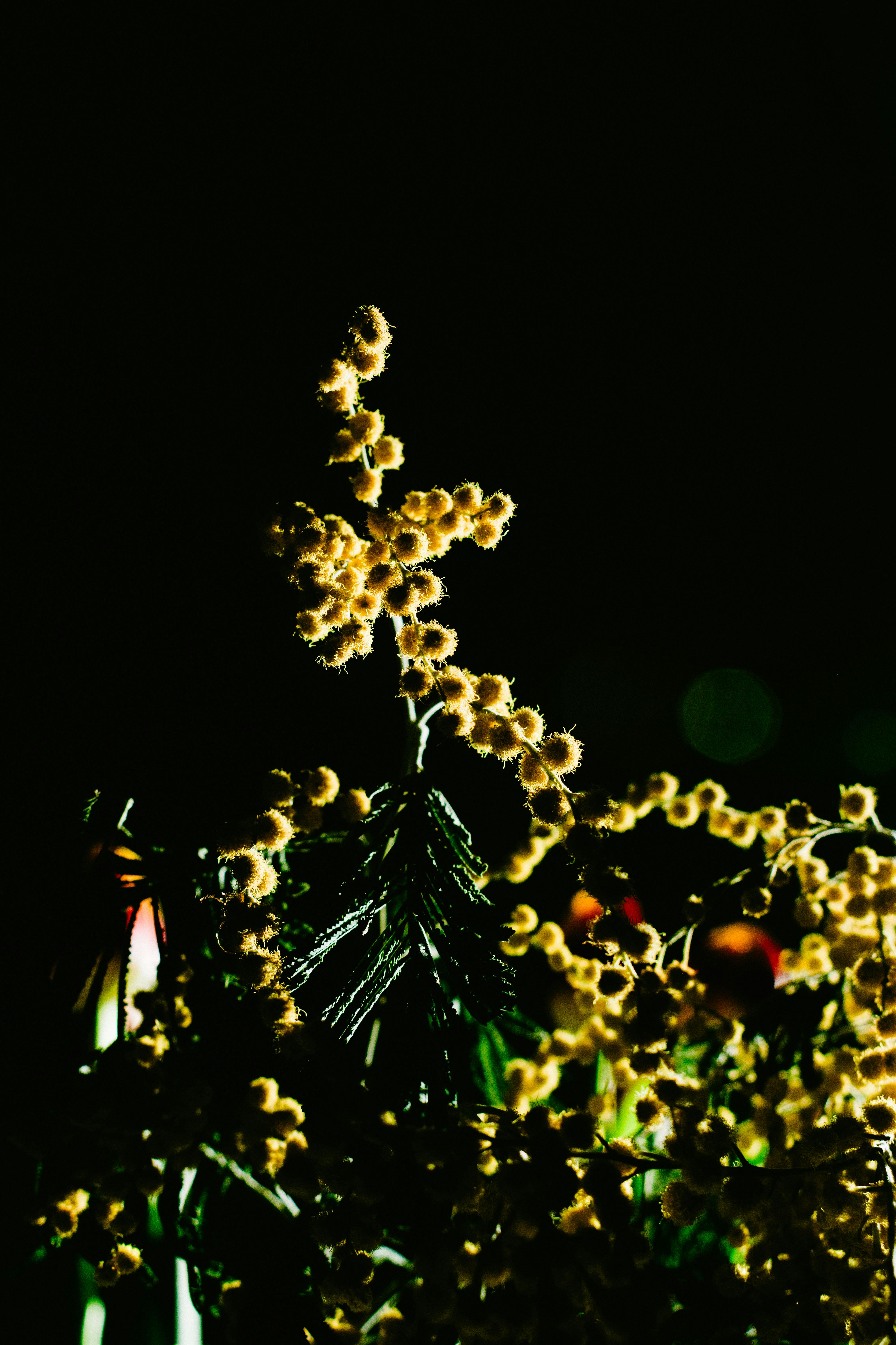 Безкоштовне Приголомшливий вид підсвічених жовтих квітів на темному тлі з ефектом боке. стокове фото