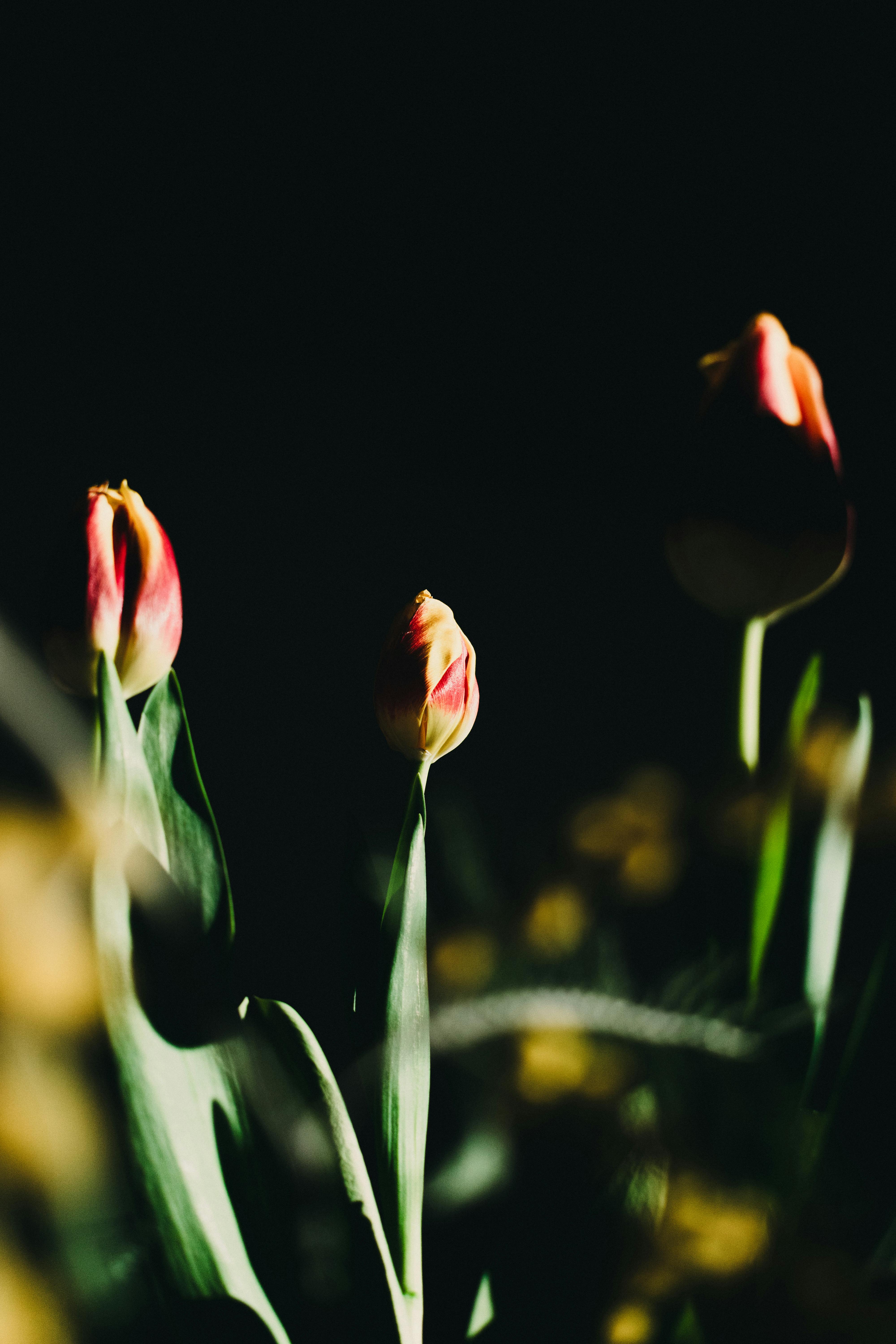 免費 不專心的背景, 優雅, 充滿活力 的 免費圖庫相片 圖庫相片