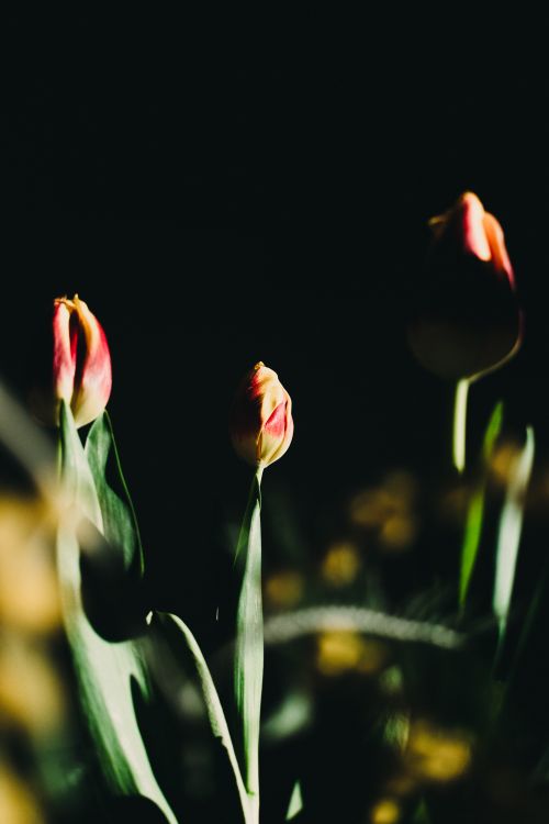 Free Three tulips in dramatic low light, creating a moody and artistic floral composition. Stock Photo