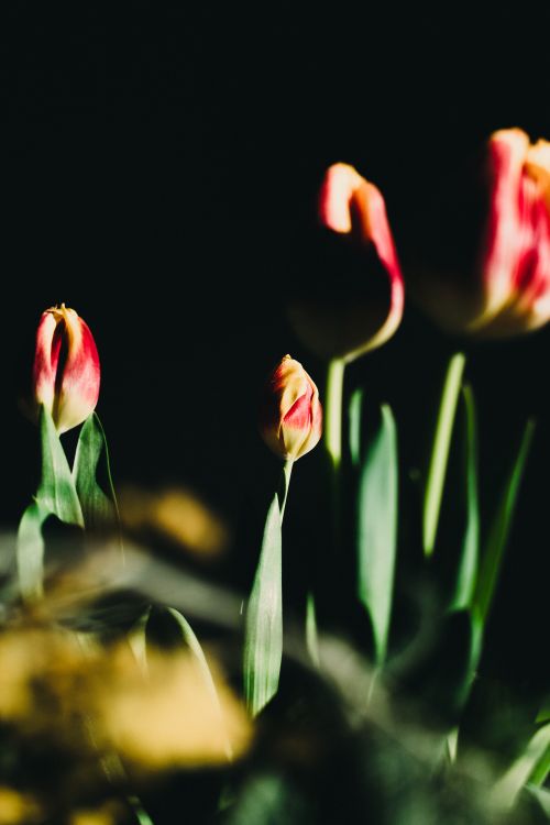 Free Artistic capture of tulips with dramatic lighting and soft focus set against a dark background. Stock Photo