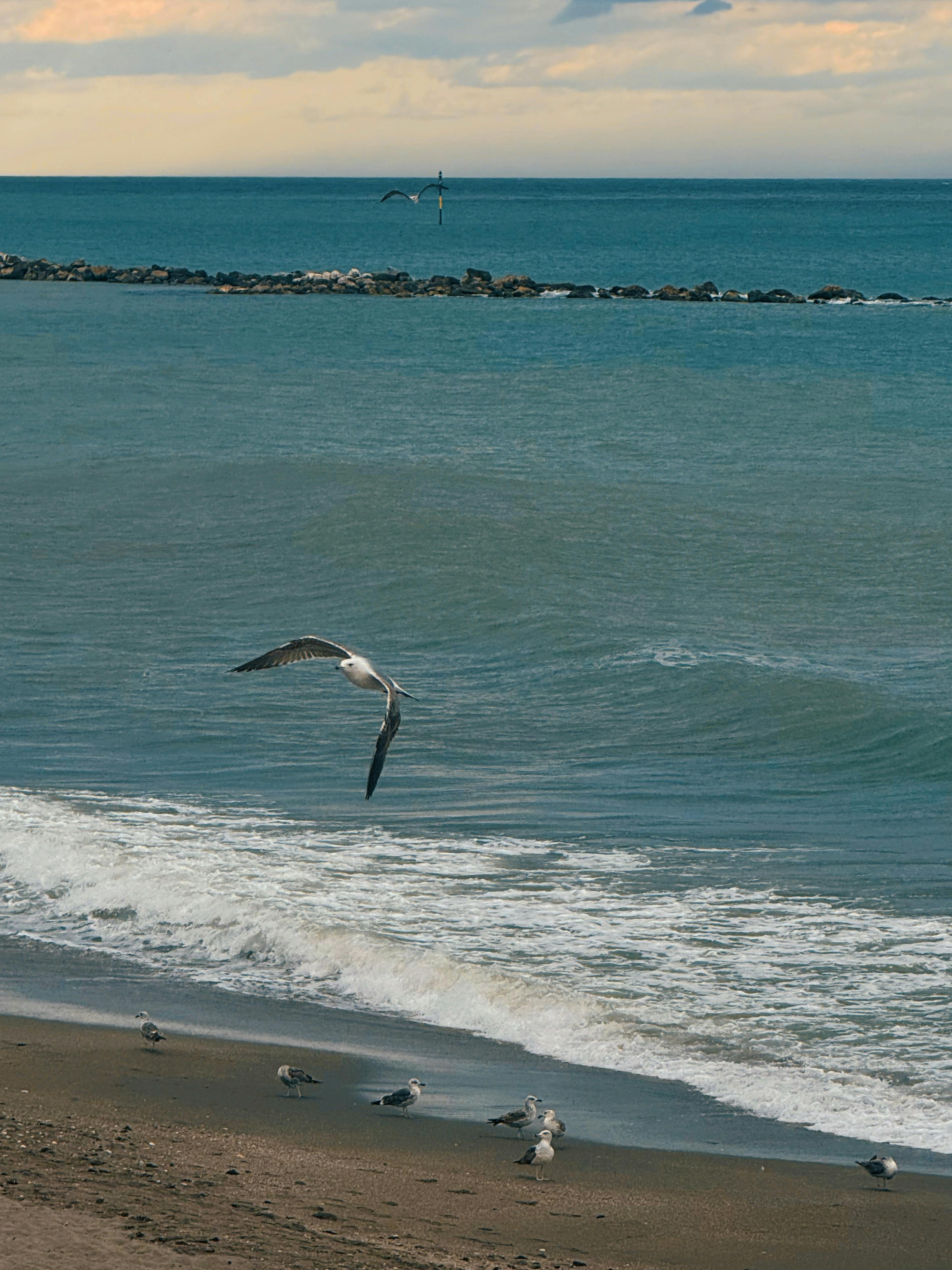Zadarmo Čajky lietajúce nad pokojnými vlnami Benalmádeny v Španielsku v pokojný deň. Fotka z fotobanky