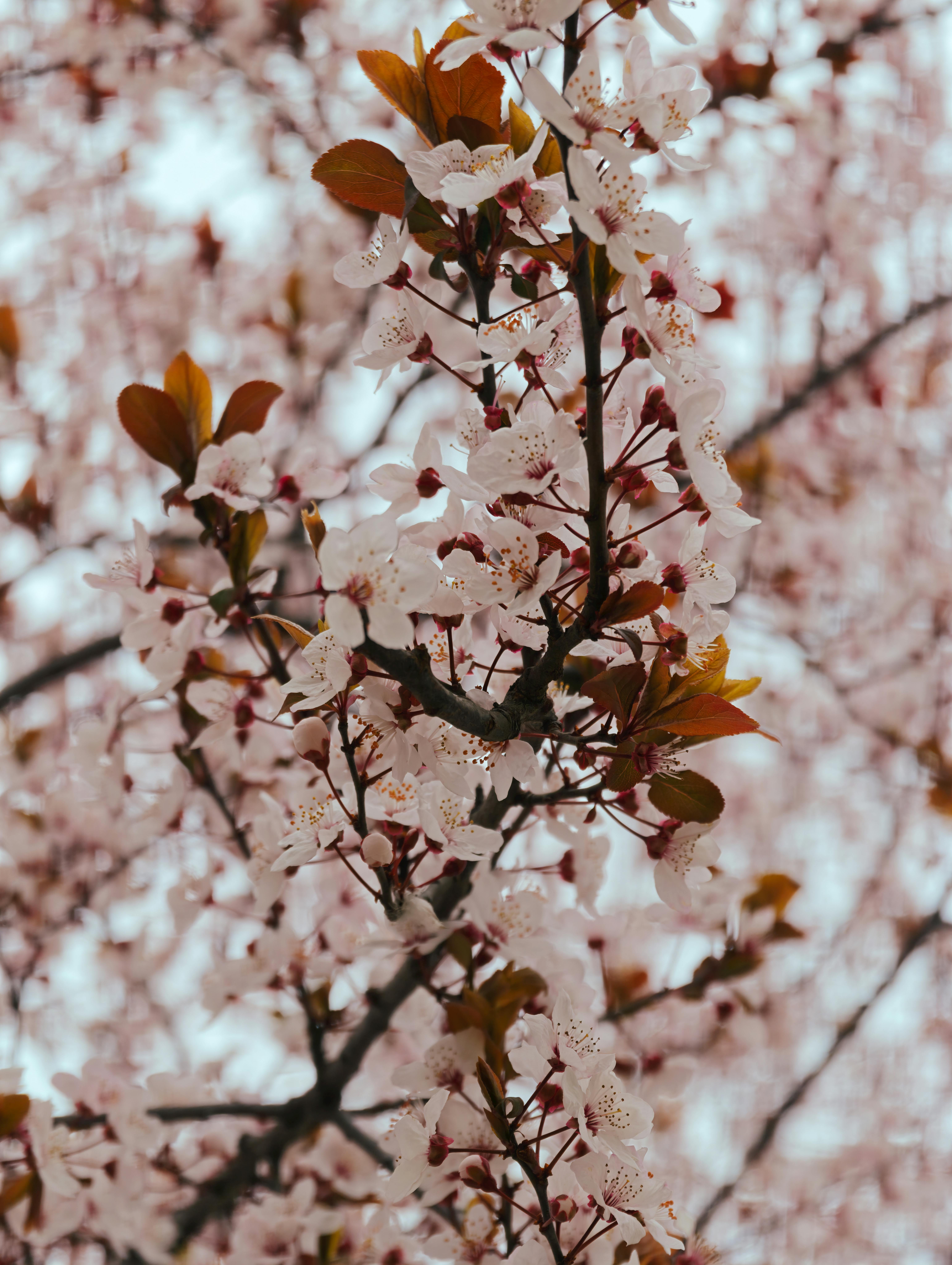 Kostenlos Nahaufnahme von blühenden Kirschblüten, die mit zarten Blütenblättern und leuchtenden Farben die Essenz des Frühlings einfangen. Stock-Foto