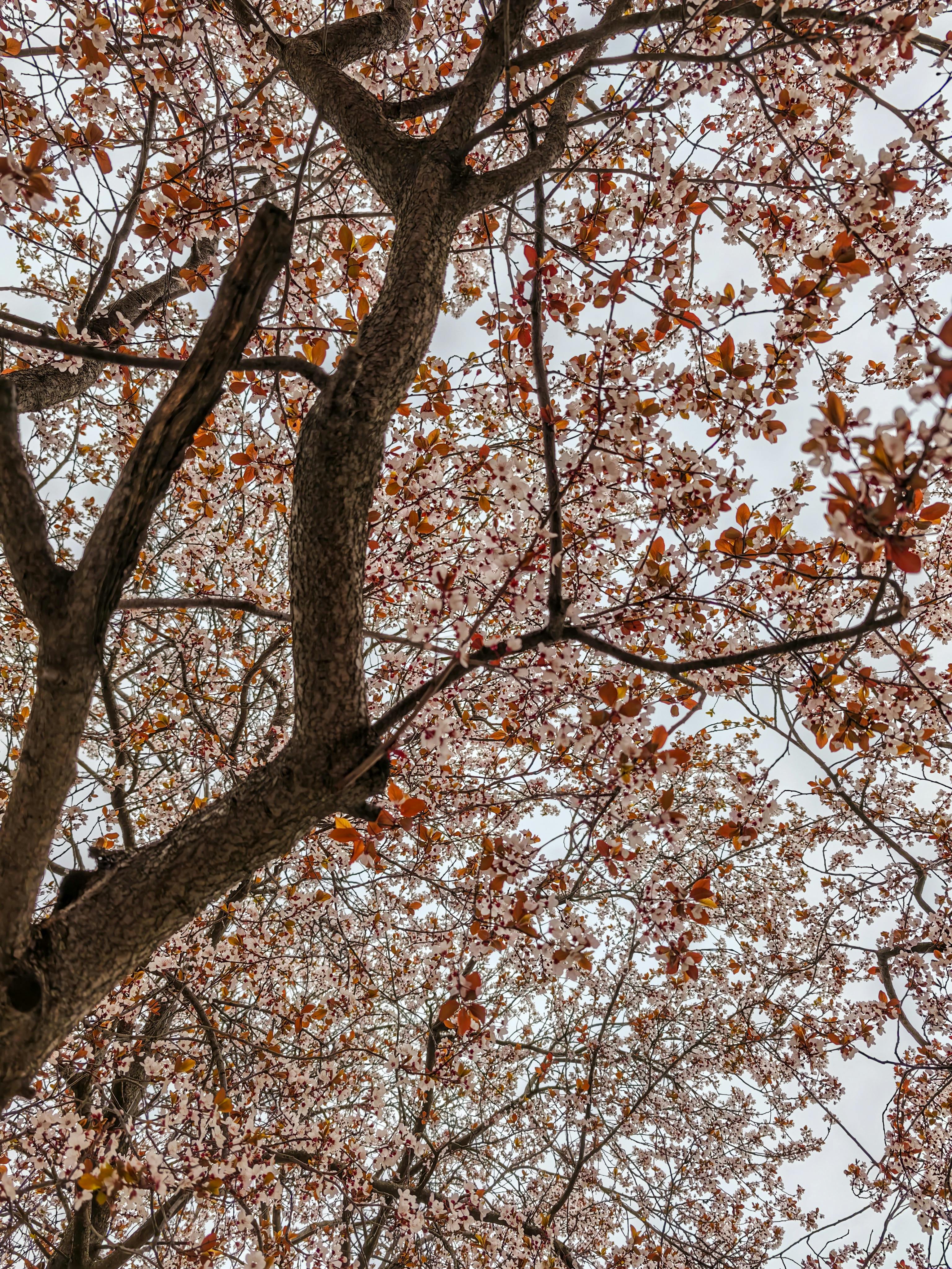 免費 prunus serrulata, 令人振奮, 修剪花草 的 免費圖庫相片 圖庫相片