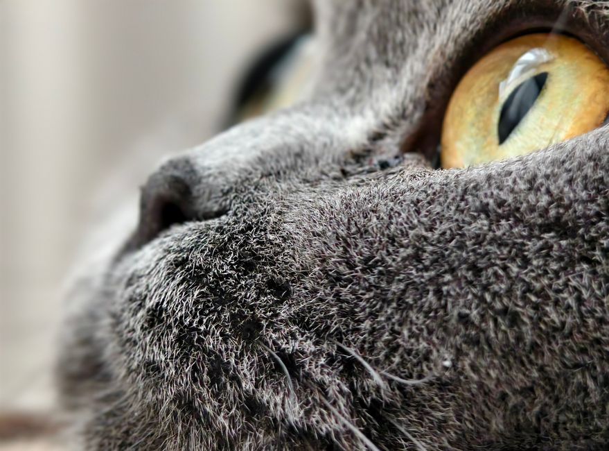 Macro shot capturing the detailed texture of a gray cat's fur and eye.