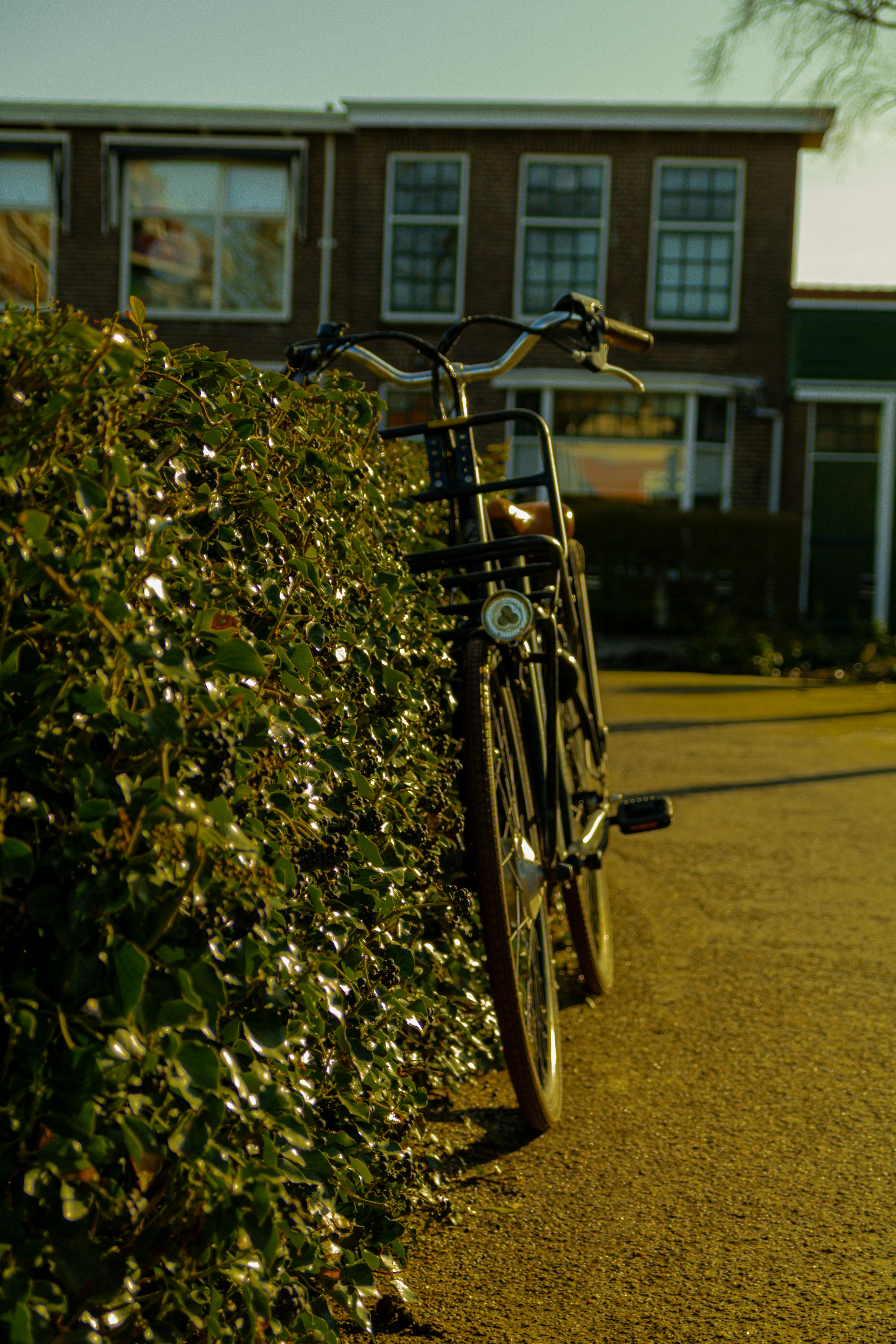 Безкоштовне Старовинний велосипед спирається на пишну зелену живоплот у сонячний день у міському середовищі. стокове фото