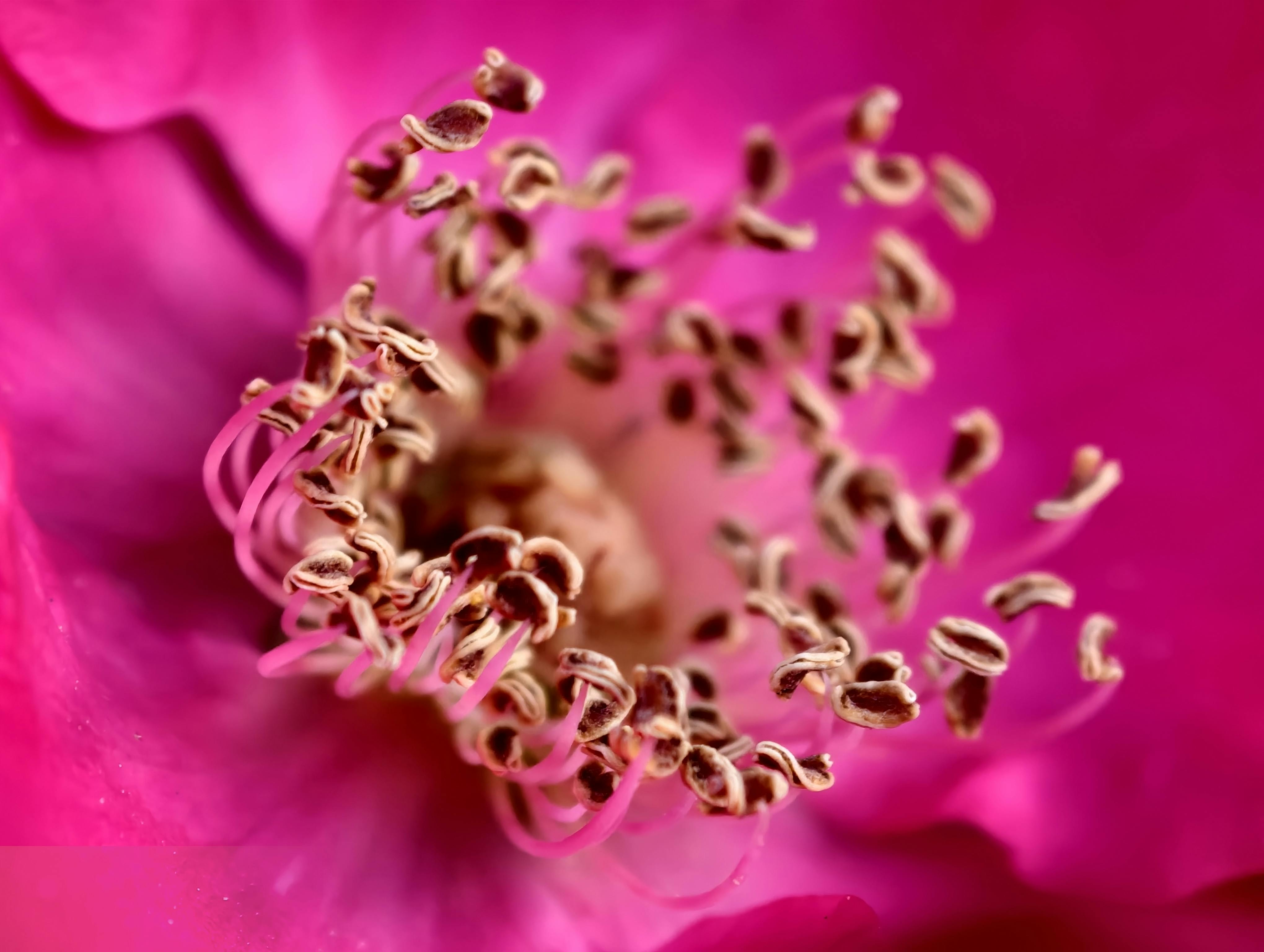 免費 微距照片展現了鮮豔粉紅色花朵的精巧花蕊。 圖庫相片