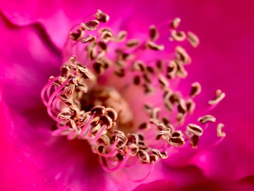 Free Macro photograph showcasing the intricate stamen of a vibrant pink flower. Stock Photo