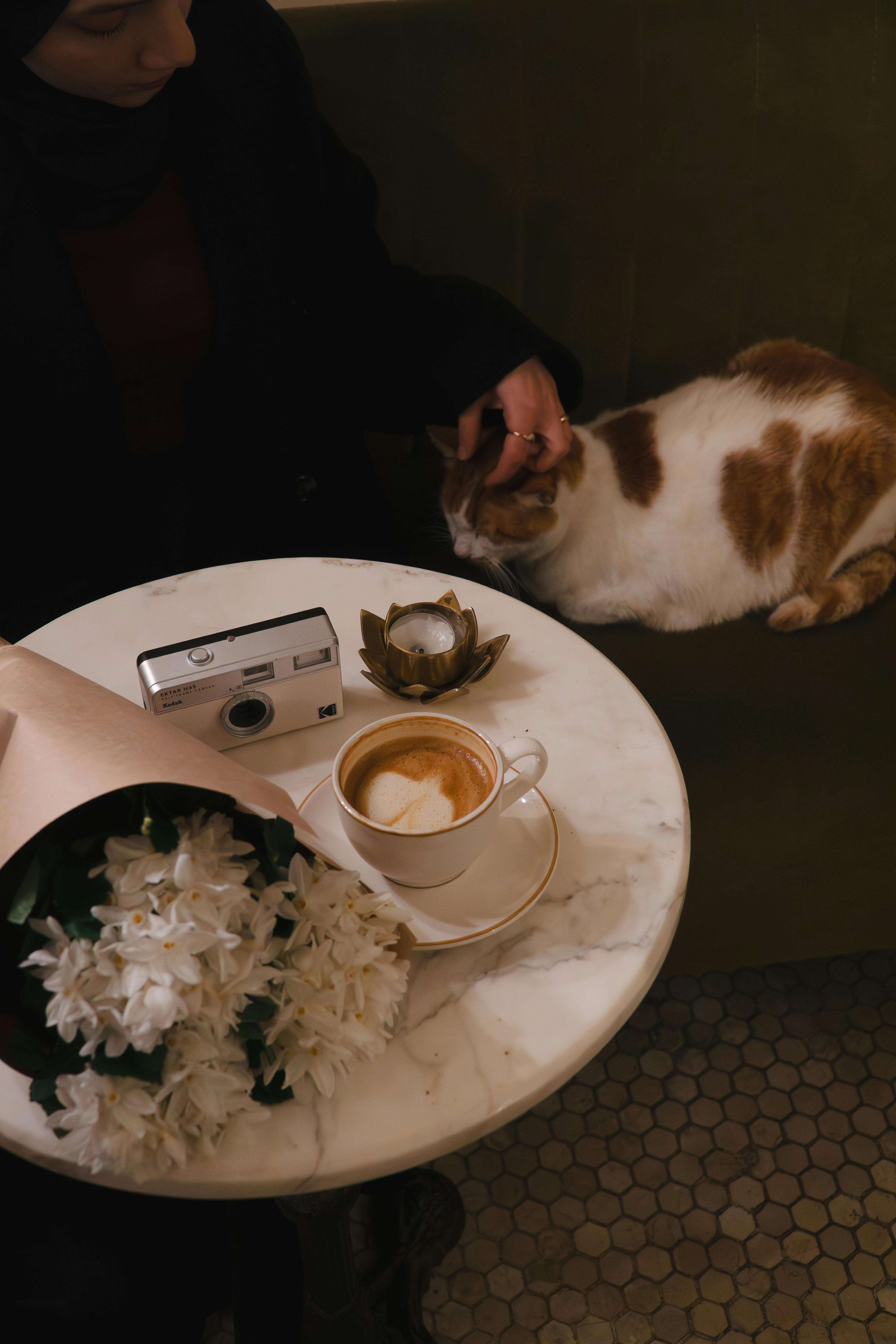 무료 # 실내, 고양이, 고양이 듬의 무료 스톡 사진