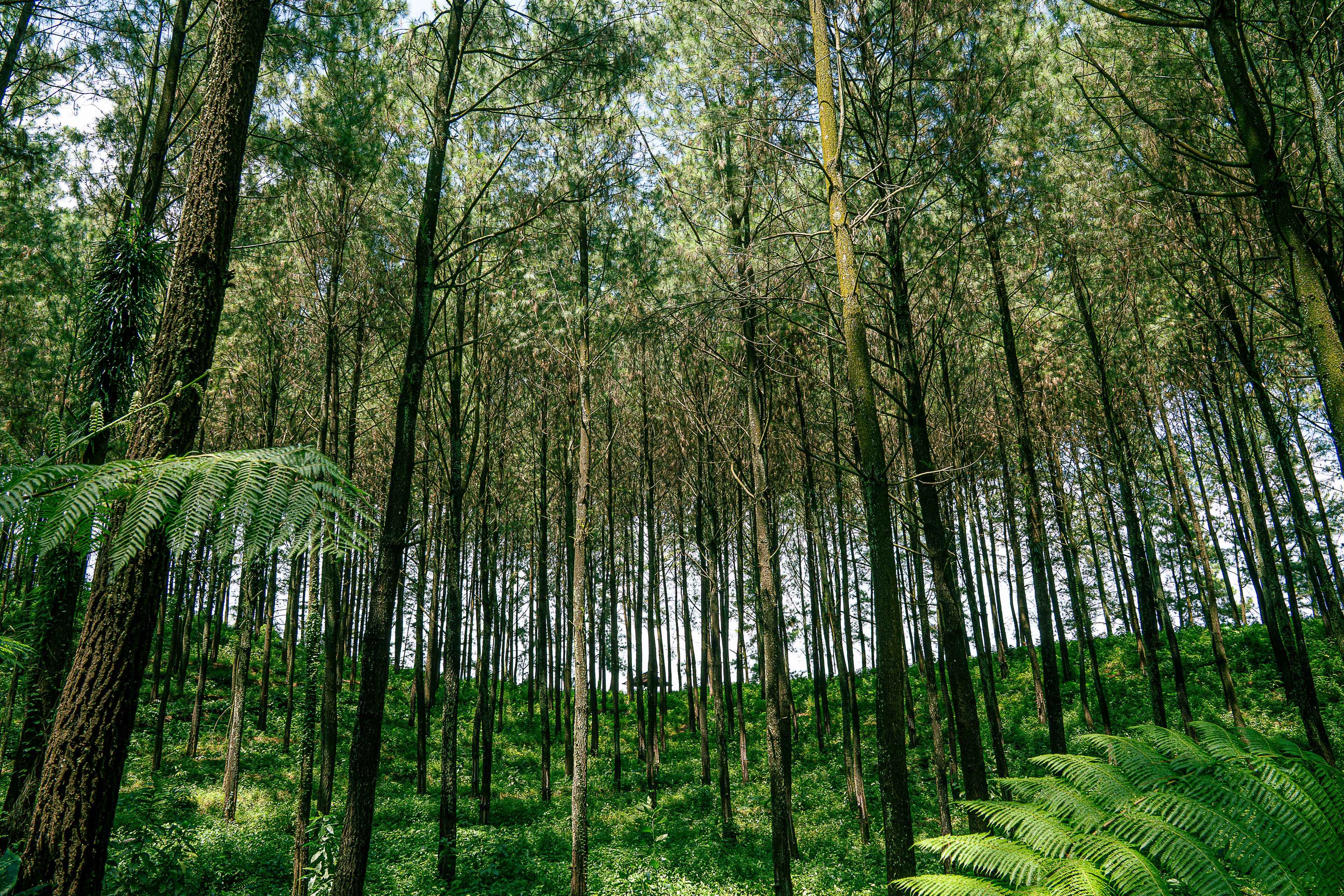 Hutan Tropis Pesisir Timur Yamdena: Surga Hijau yang Terjaga