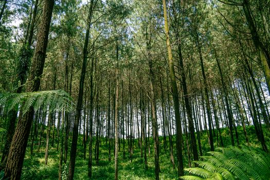 A dense pine forest in Surabaya, Indonesia, showcasing tall trees and vibrant greenery.