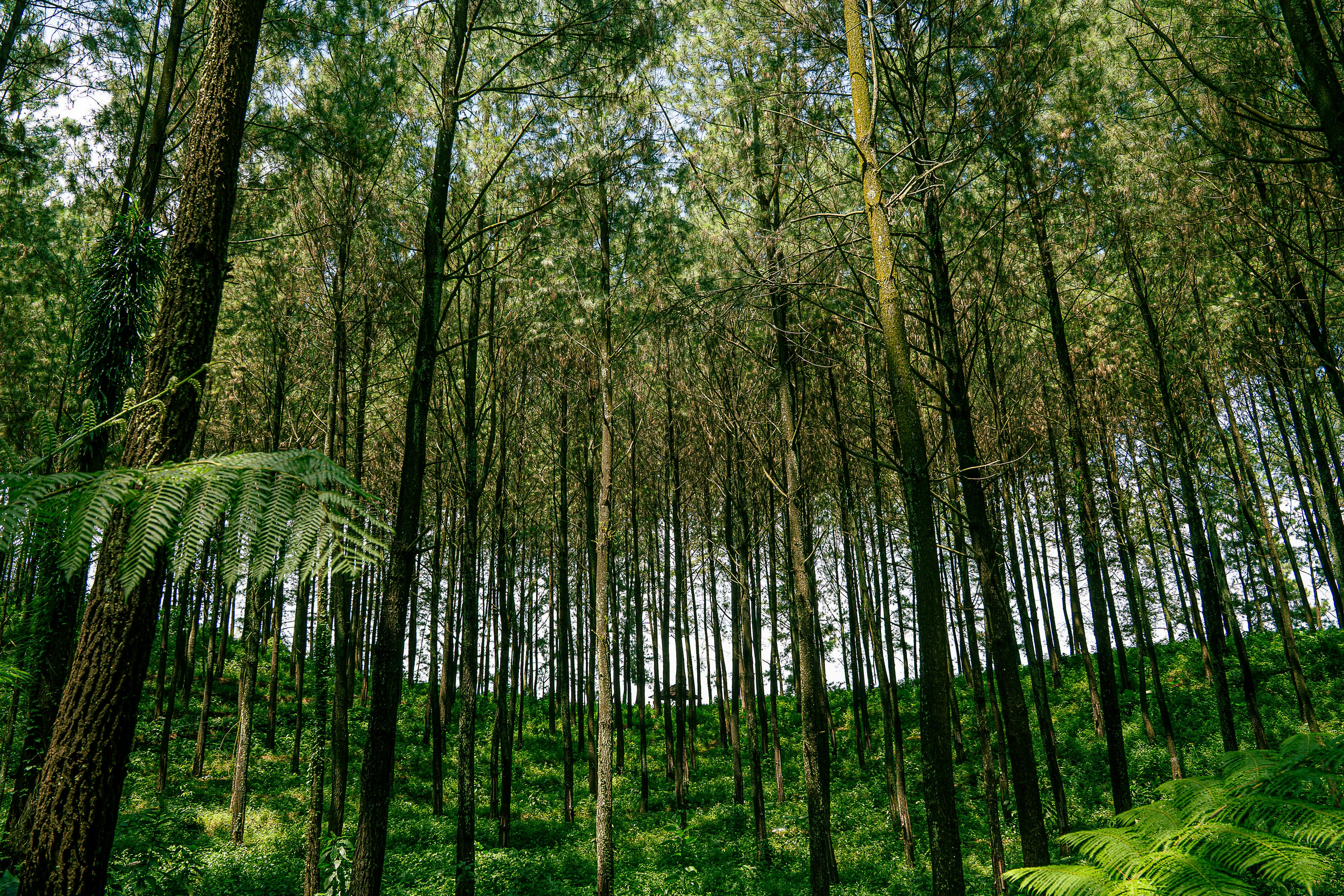 gratis Een sereen uitzicht op een weelderig dennenbos in Surabaya, met hoge bomen en weelderig groen. Stockfoto