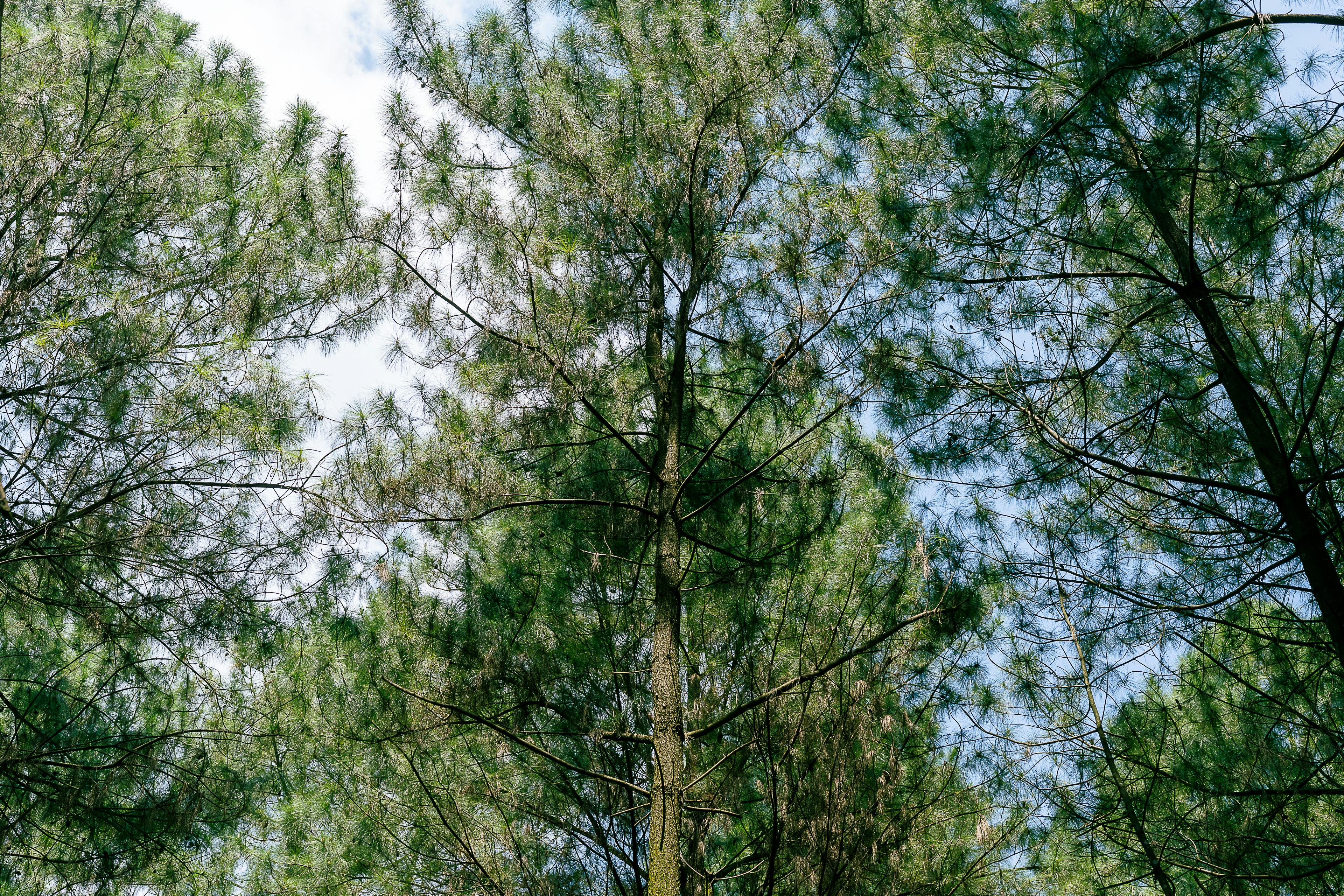 Ingyenes stockfotó árnyékok, békés, botanika témában Stockfotó