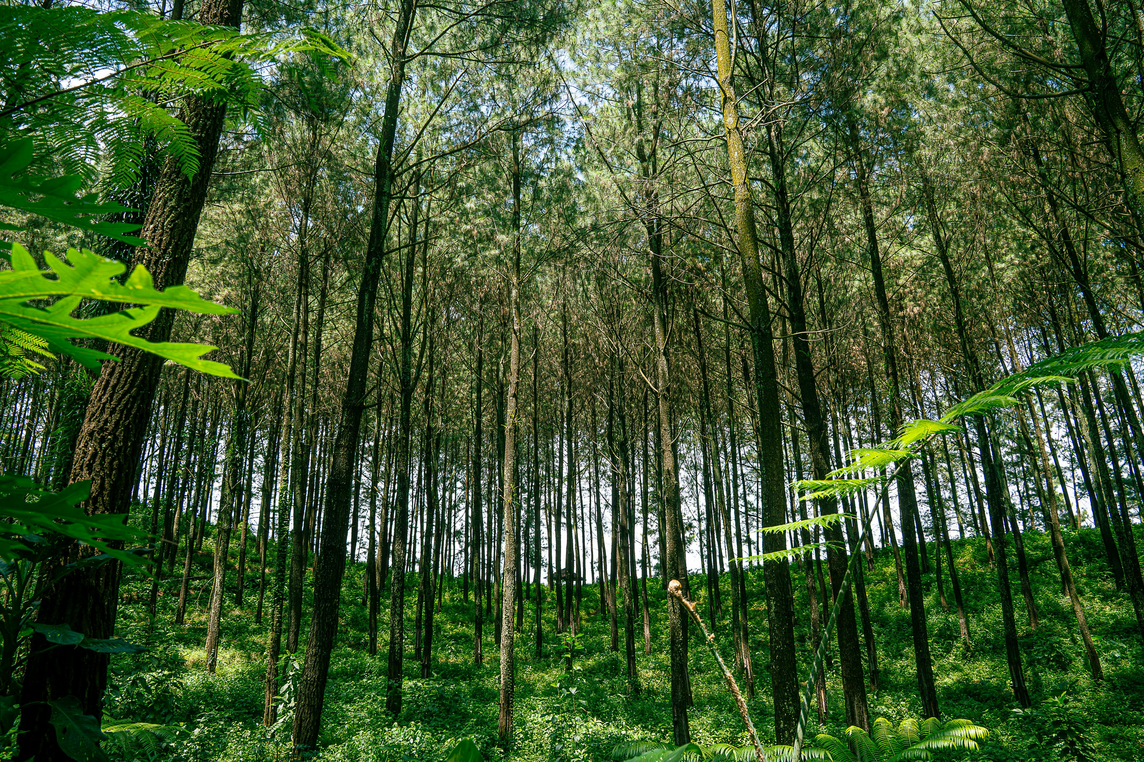 bezplatná Základová fotografie zdarma na téma Asie, asijský les, baldachýn Základová fotografie