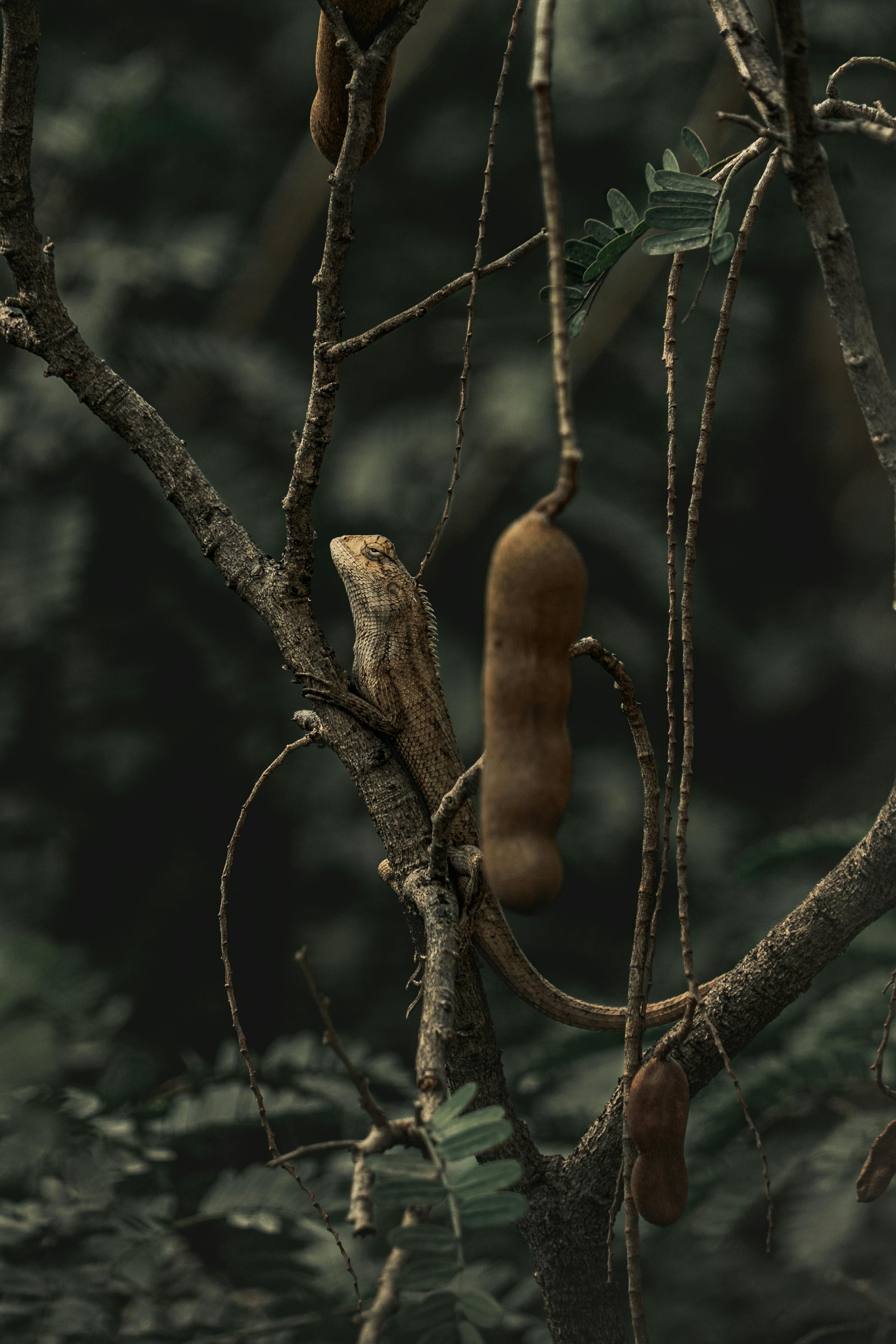 Gratis Un lagarto posado sobre una rama de tamarindo en los exuberantes parajes naturales de Faridpur, Bangladesh. Foto de stock