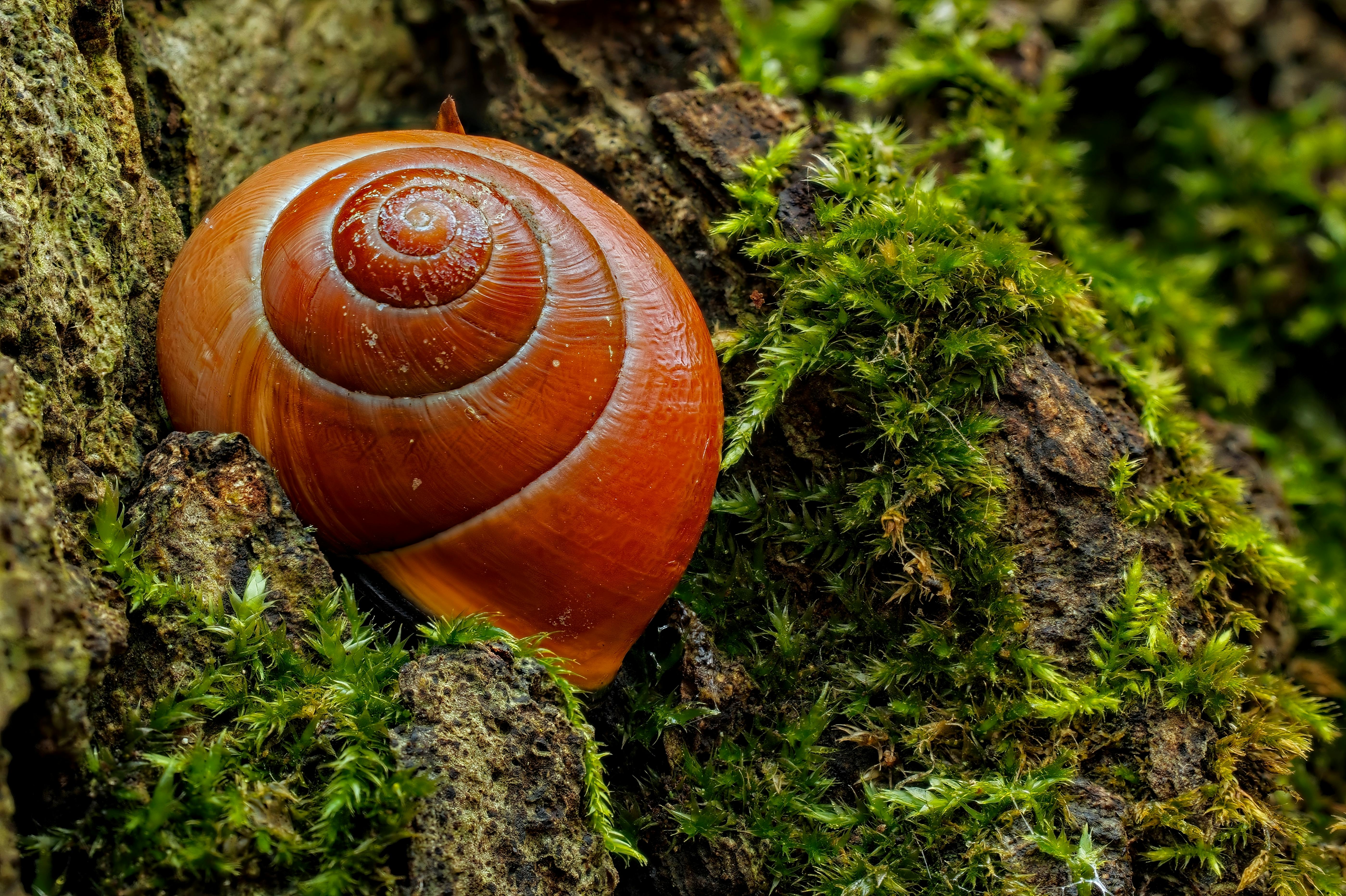 ฟรี คลังภาพถ่ายฟรี ของ @กลางแจ้ง, การตั้งค่าธรรมชาติ, การถ่ายภาพมาโคร คลังภาพถ่าย