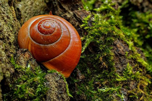 Close-up of a brown-lipped snail on a mossy surface in a forest in Salzgitter, Germany.
