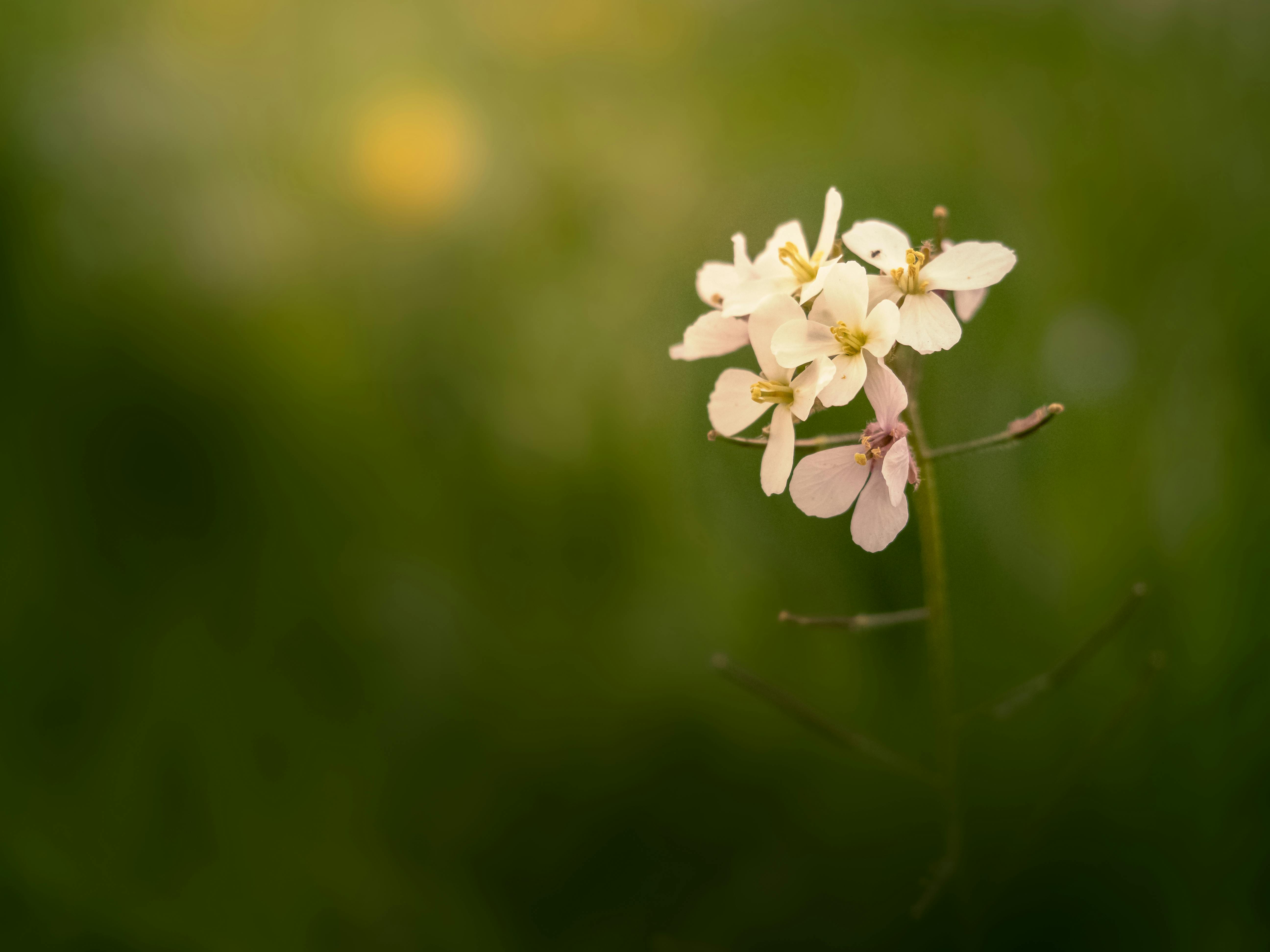 Kostenlos Nahaufnahme einer zarten weißen Blume, die im Frühling in der italienischen Landschaft blüht. Stock-Foto
