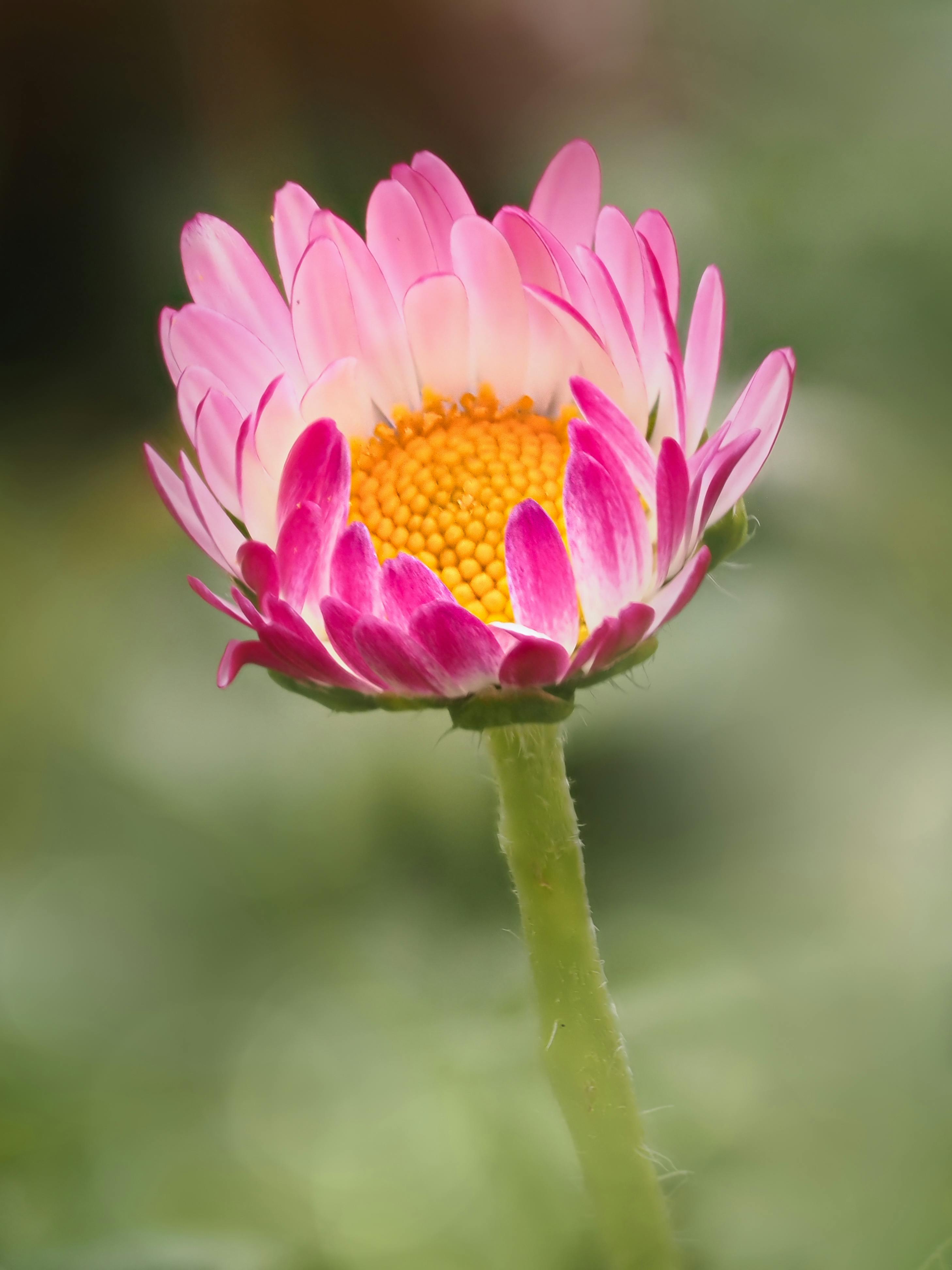 De franc Una margarida rosa vibrant que floreix a la primavera amb un fons verd borrós, que mostra la bellesa de la natura. Foto d'estoc