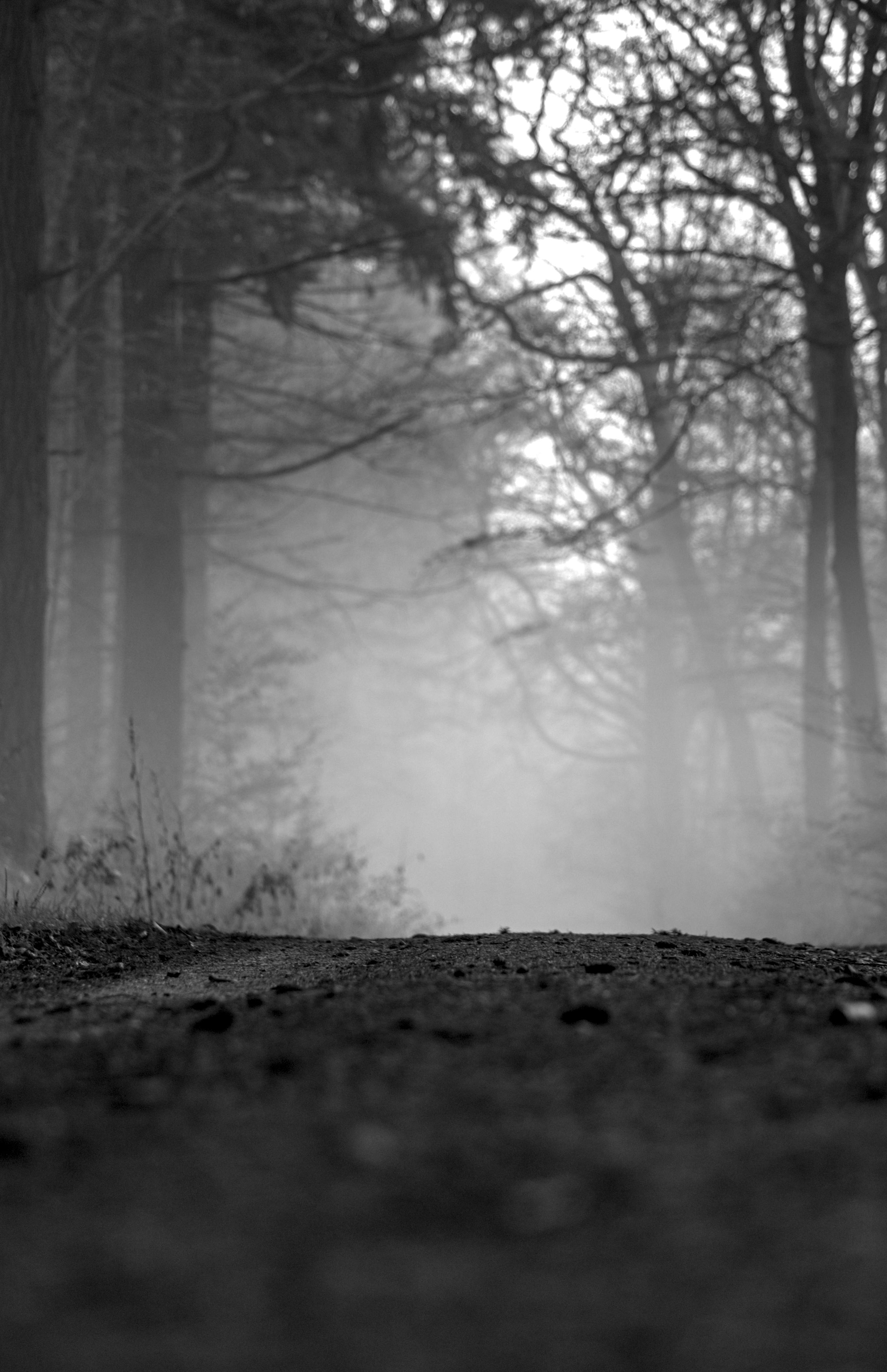 Gratis En mystisk tåkete skogssti i svart-hvitt, som viser frem en stemningsfull atmosfære. Arkivbilde