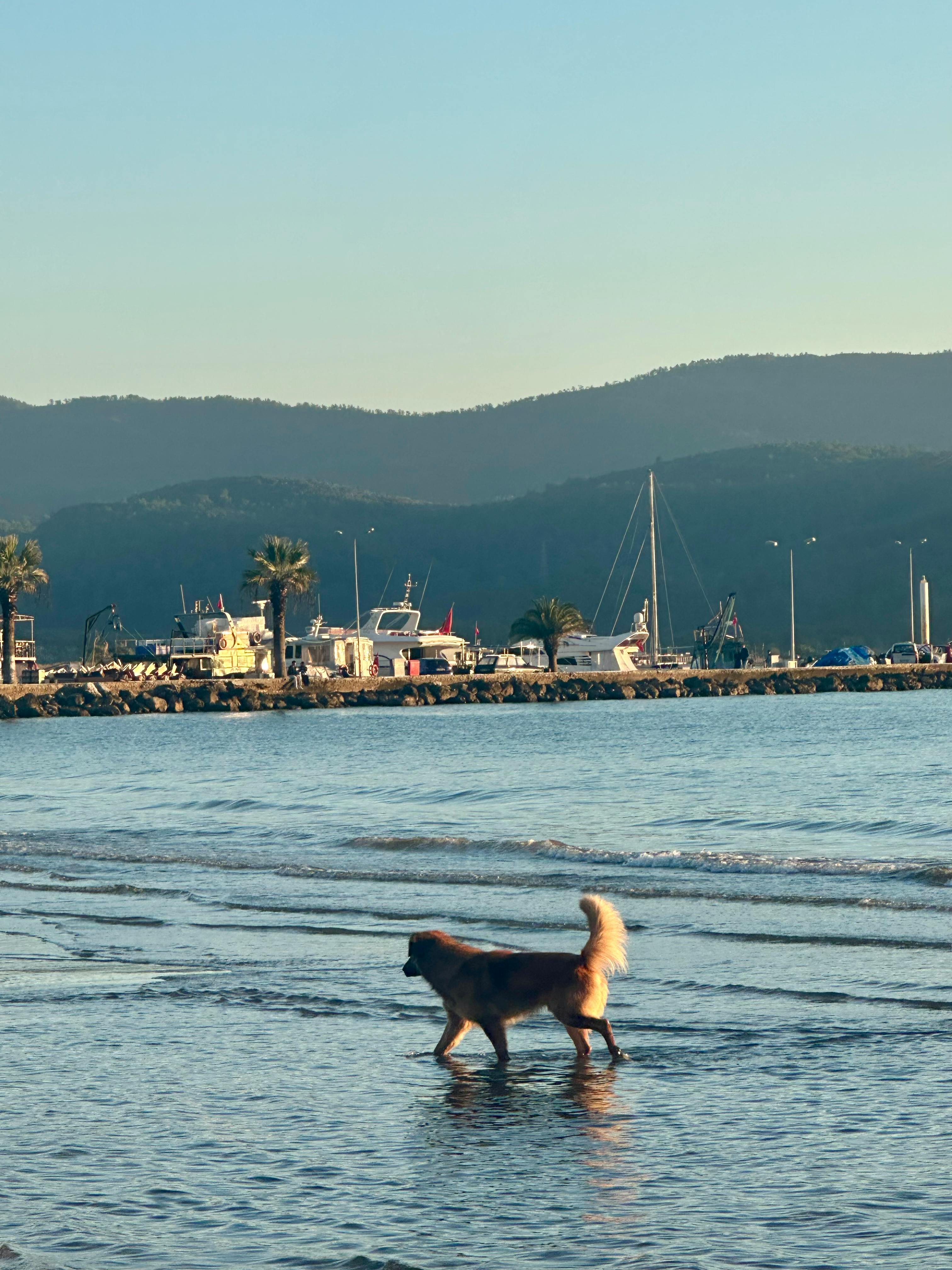 Kostnadsfria En fridfull scen av en hund som promenerar på Akyaka-stranden i solnedgången med berg i bakgrunden. Stock foto