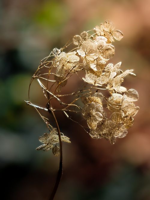 Free A dried hydrangea flower with delicate petals set against a soft, blurred backdrop. Stock Photo