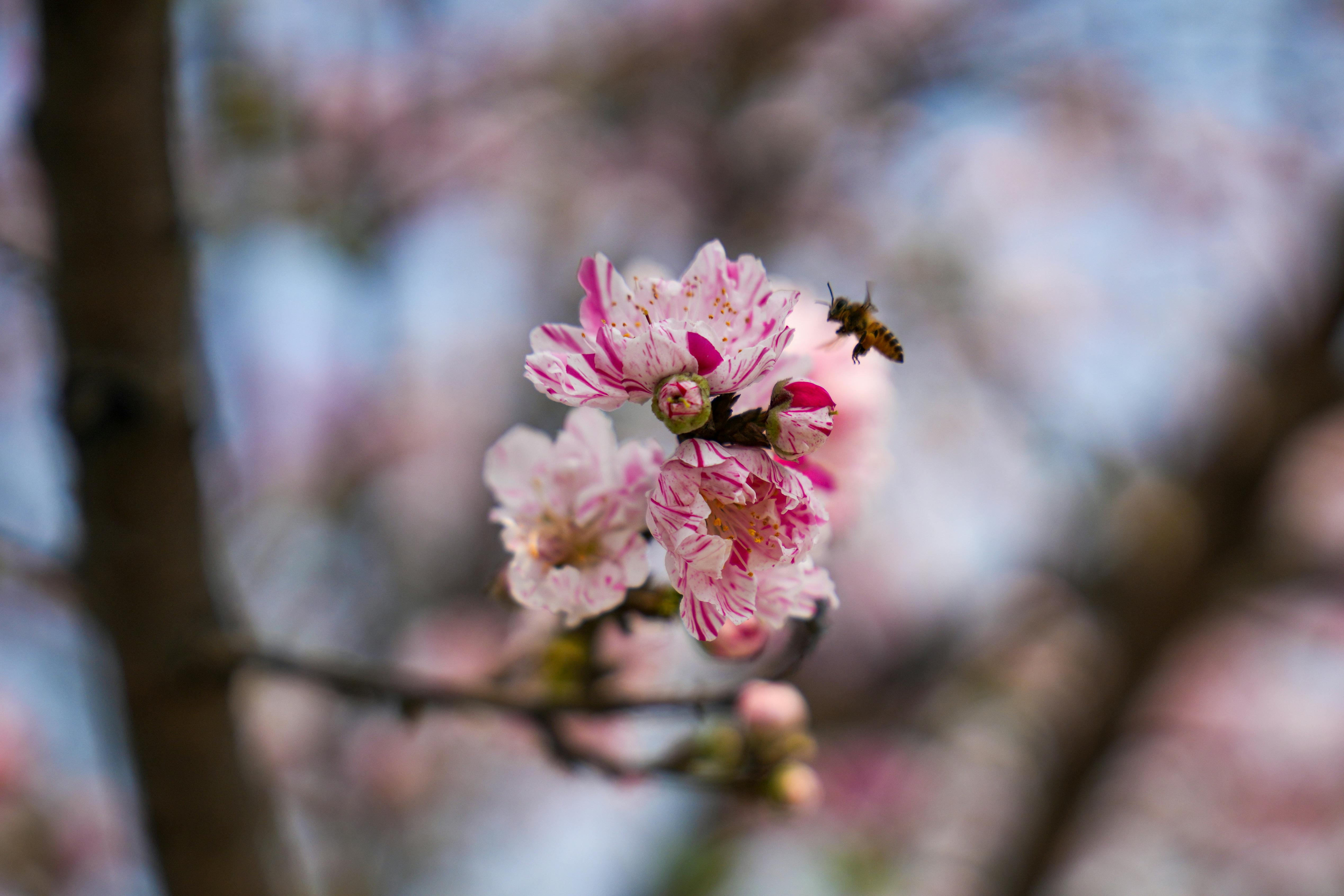 免費 櫻花與蜜蜂的特寫，捕捉了春天的精髓。 圖庫相片