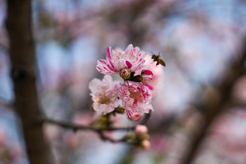 Free A close-up of cherry blossoms with a honeybee, capturing the essence of spring. Stock Photo