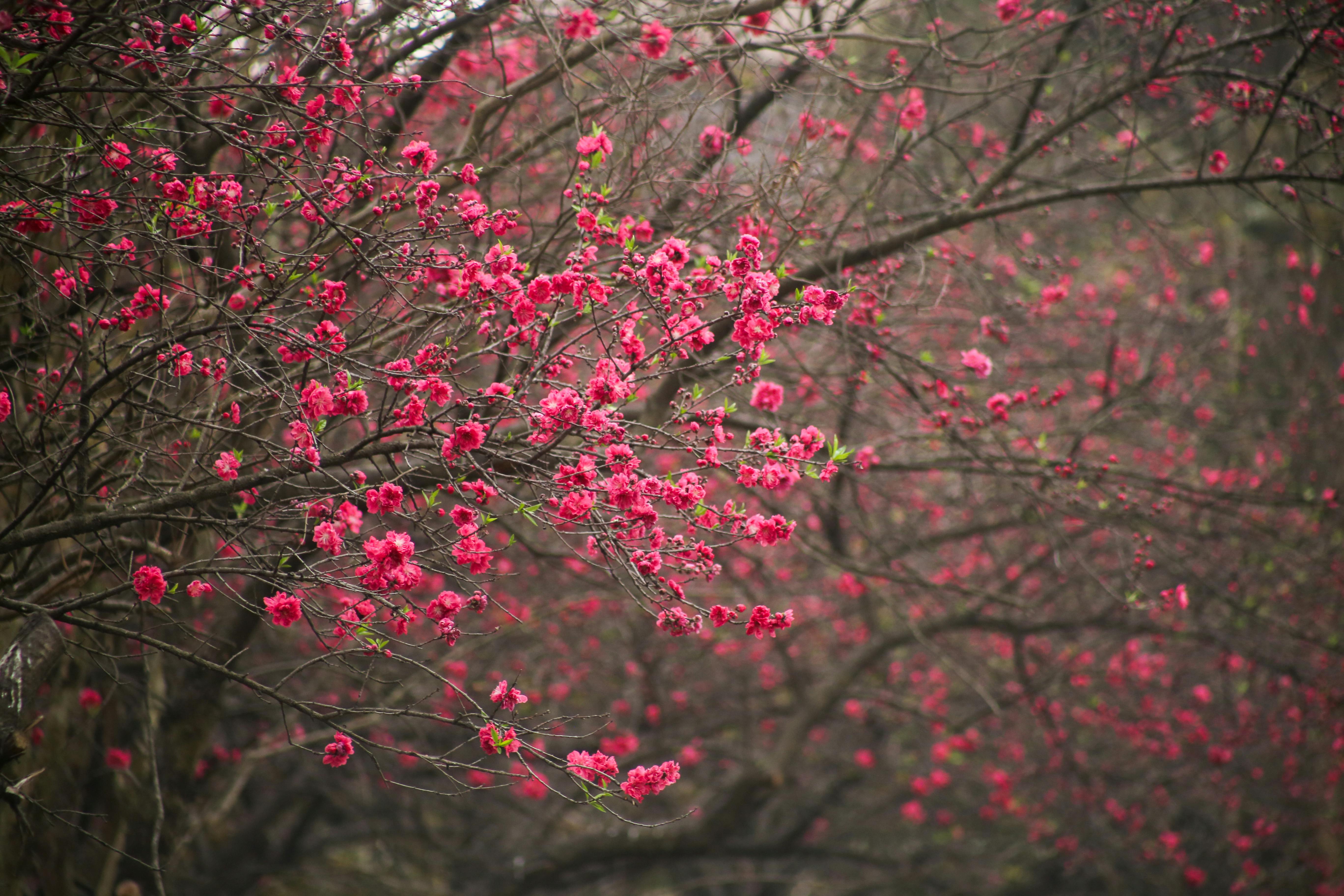 Miễn phí Những cây hoa anh đào tuyệt đẹp đang nở rộ, tạo nên một khung cảnh rực rỡ sắc hồng. Ảnh lưu trữ