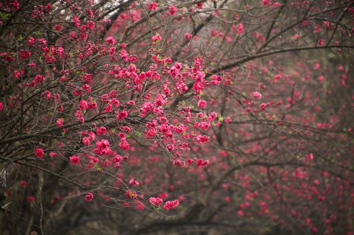 Free Beautiful cherry blossoms in full bloom creating a vivid display of pink flowers. Stock Photo