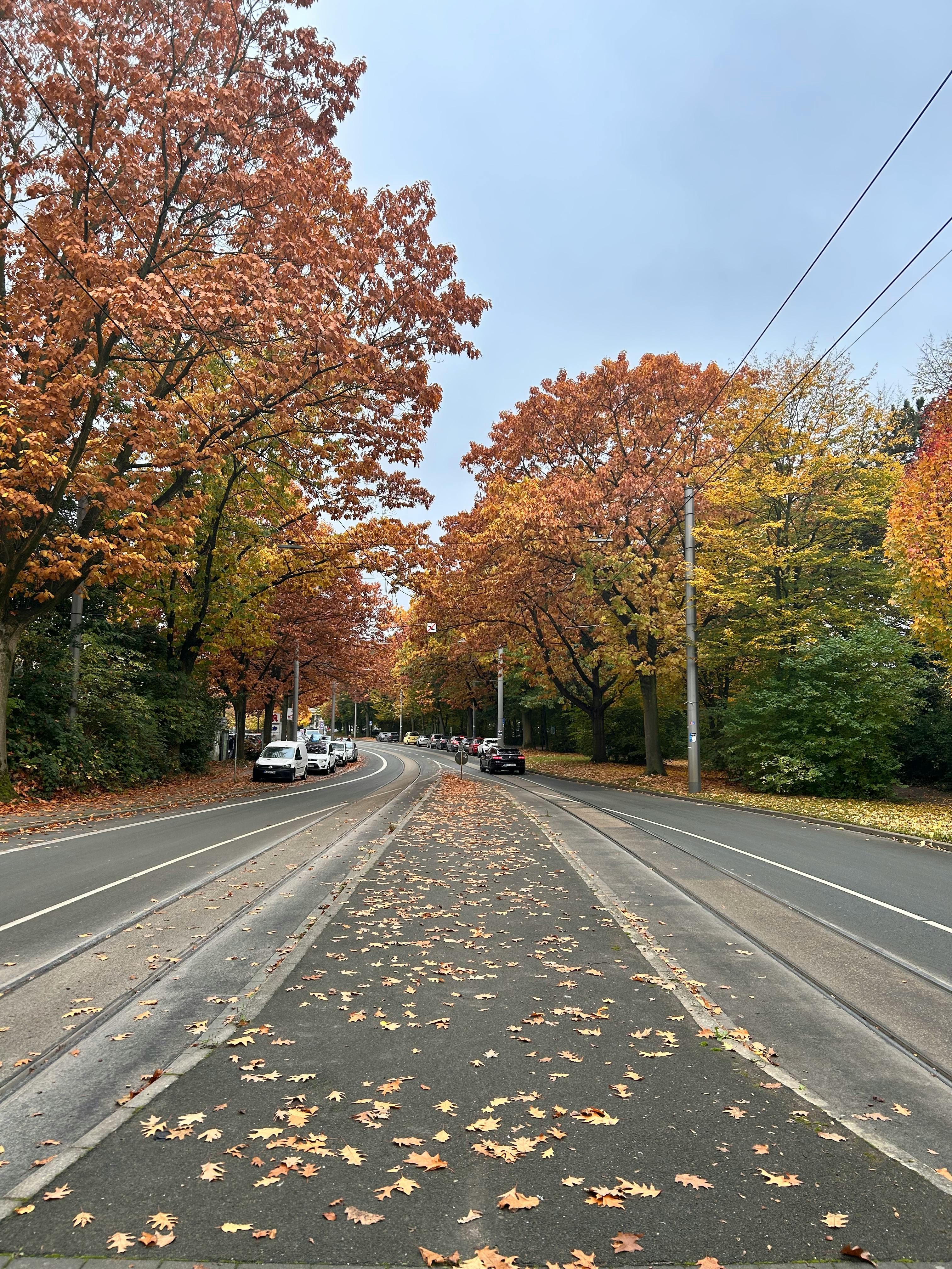 無料 曇り空の下、鮮やかな色彩の木々が立ち並ぶ道が続く、絵のように美しい秋の風景。 写真素材