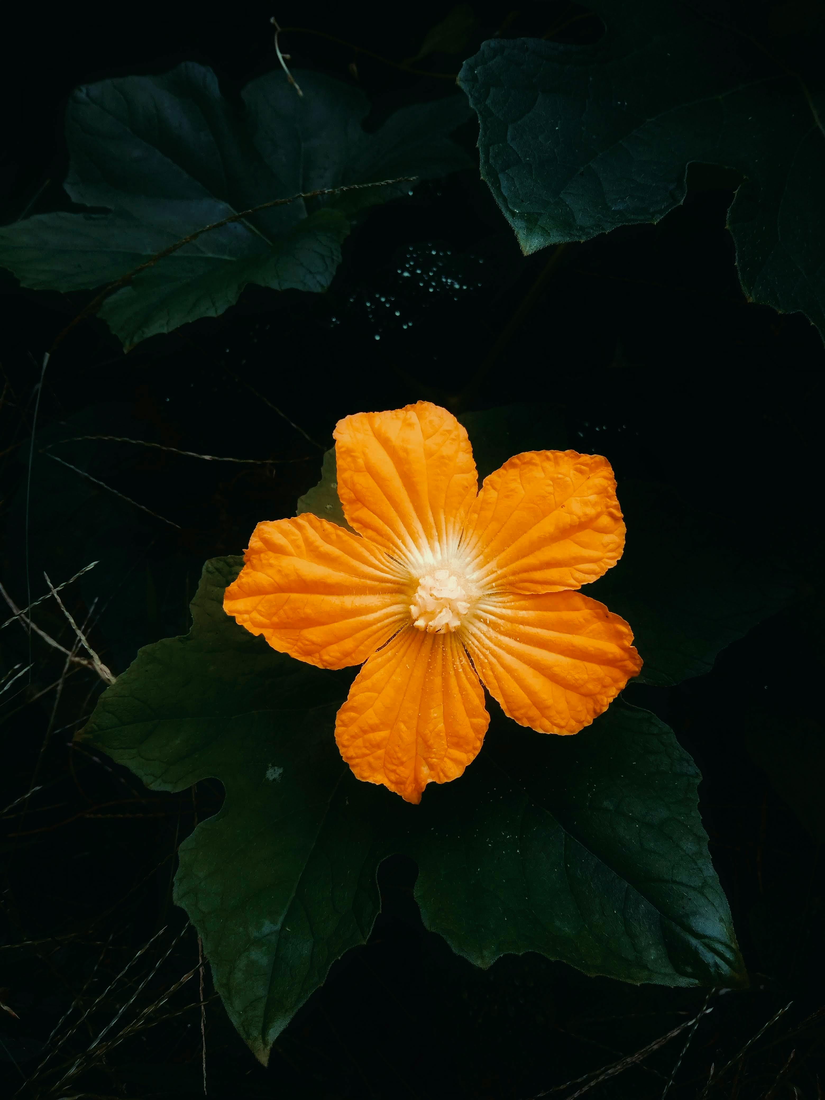 Zadarmo Žiarivý oranžový kvet na pozadí tmavozelených listov, ktorý zdôrazňuje kontrast prírody. Fotka z fotobanky