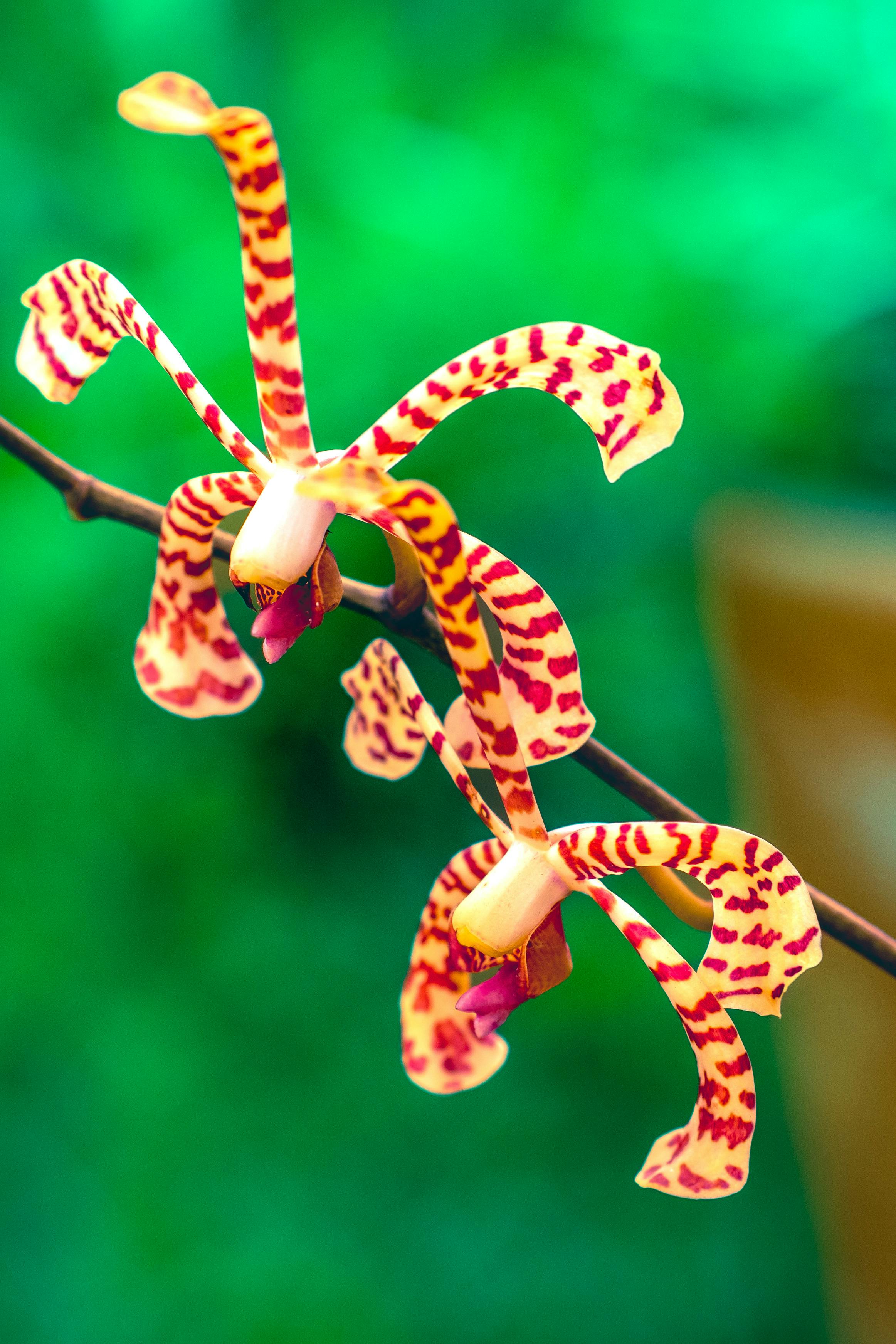 Zadarmo Jasne sfarbená pavúčia orchidea so zeleným pozadím, zachytávajúca tropickú esenciu. Fotka z fotobanky