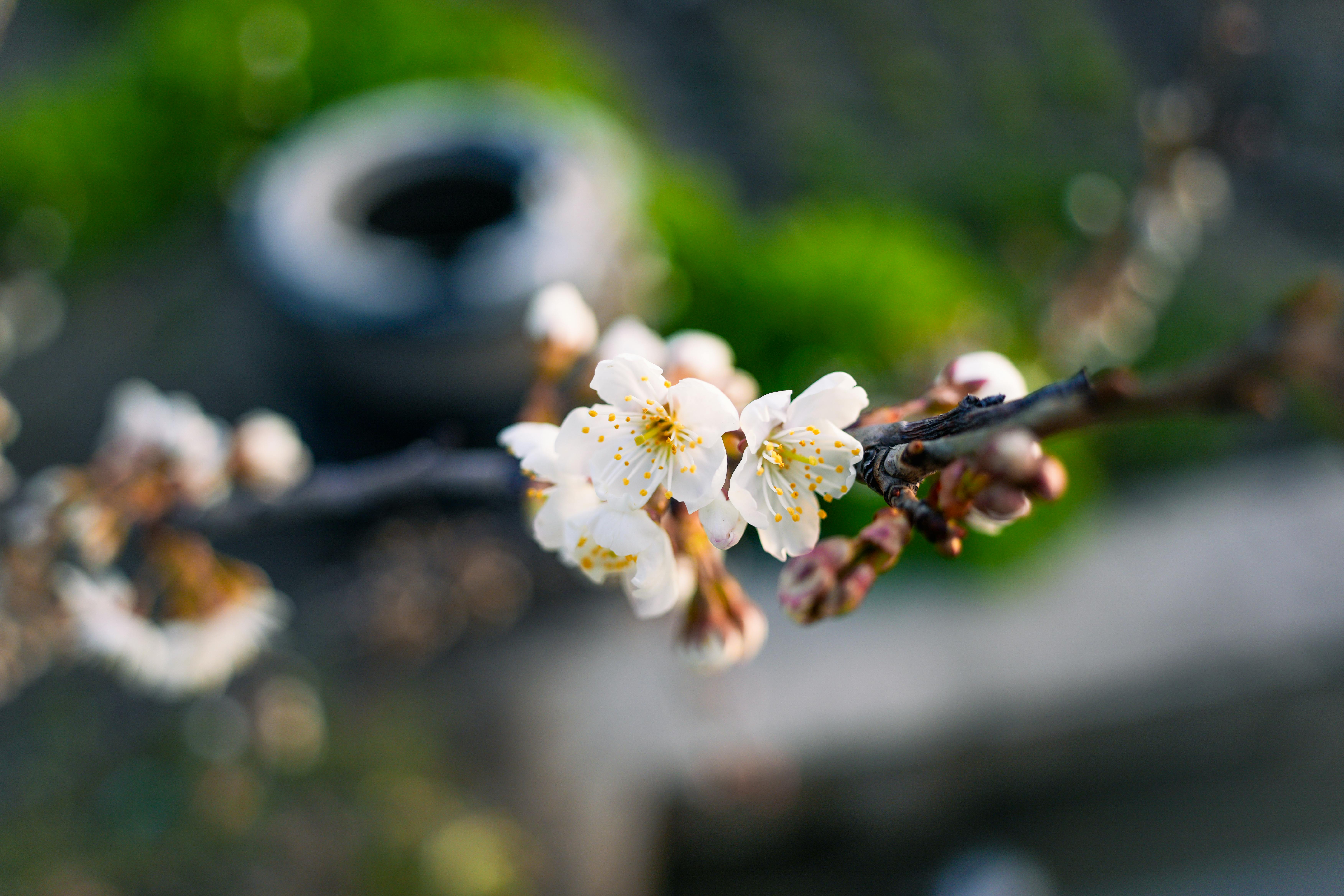 Gratis Delikate kirsebærblomster på en gren i en forårshaveomgivelse med blød bokeh-effekt. Lagerfoto