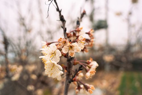Free Delicate cherry blossoms in full bloom herald spring's arrival with vivid colors. Stock Photo