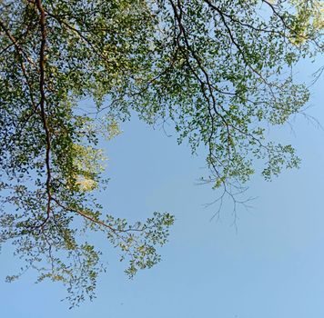 Tranquil scene of tree branches and leaves with a clear blue sky background.