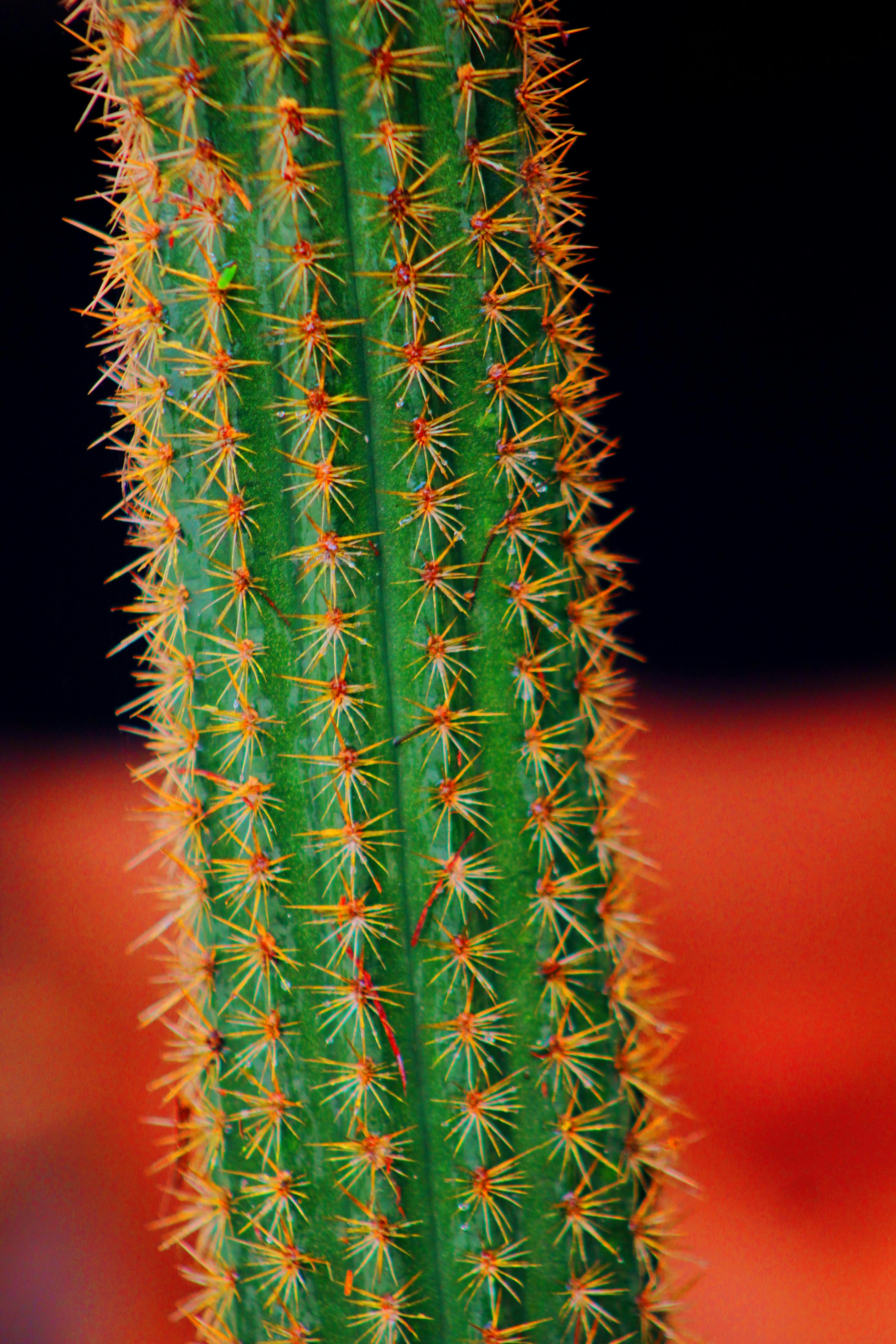 ingyenes Részletes makrófelvétel egy tüskés kaktuszról, amely kiemeli a természetes textúrákat és színeket. Stockfotó